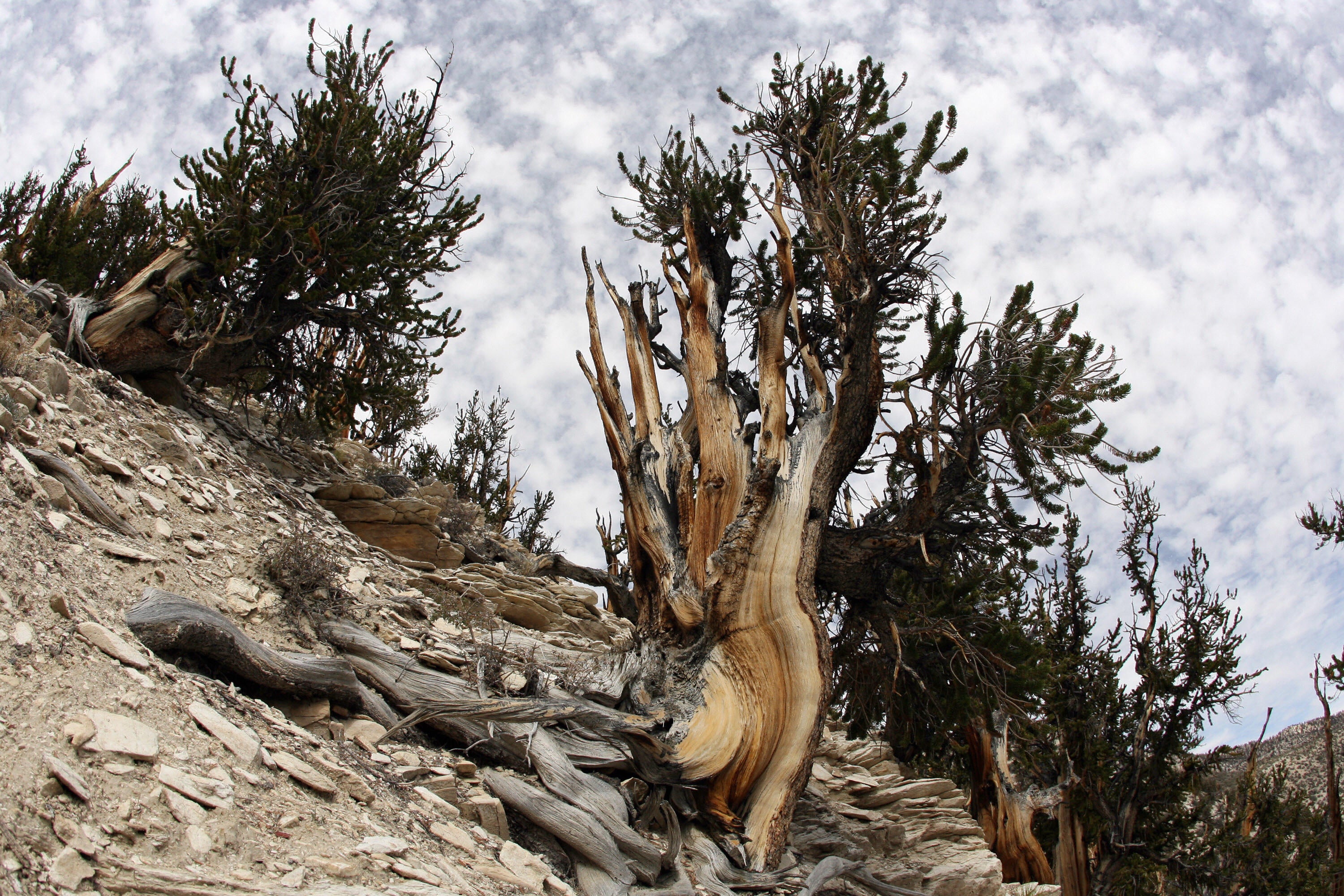 One of Inyo National Forest's many bristlecone pine trees, photographed in 2007