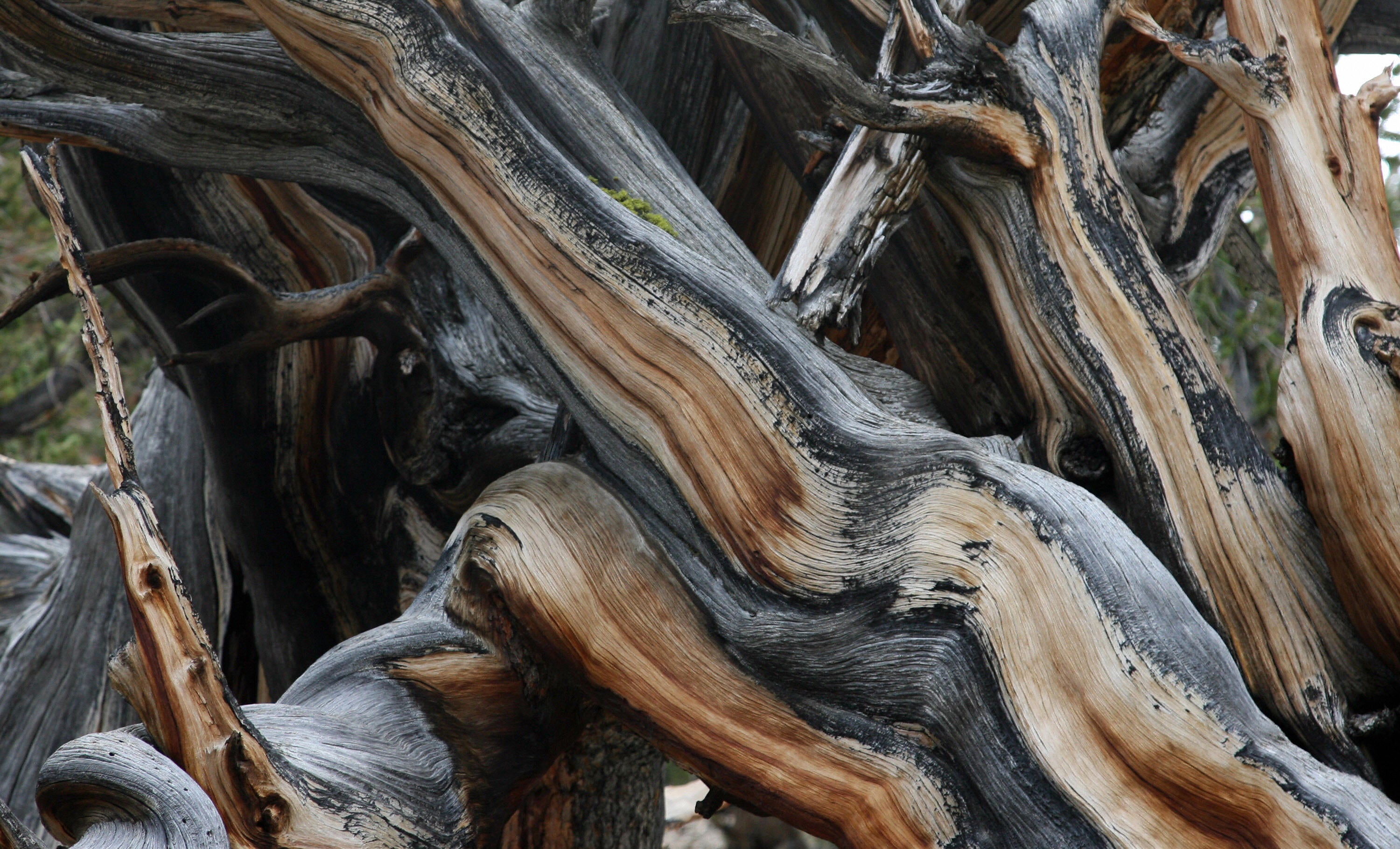 The Great Basin bristlecone can stay alive even if 95 percent of its body has died