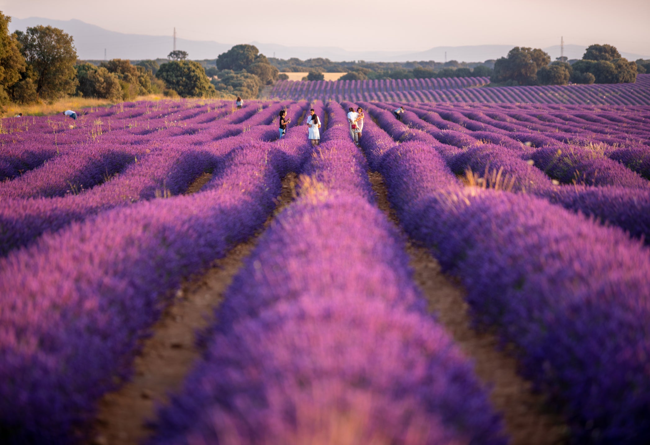 The lavender fields have seen over 100,000 visitors in July alone, bringing in €8m for the local economy