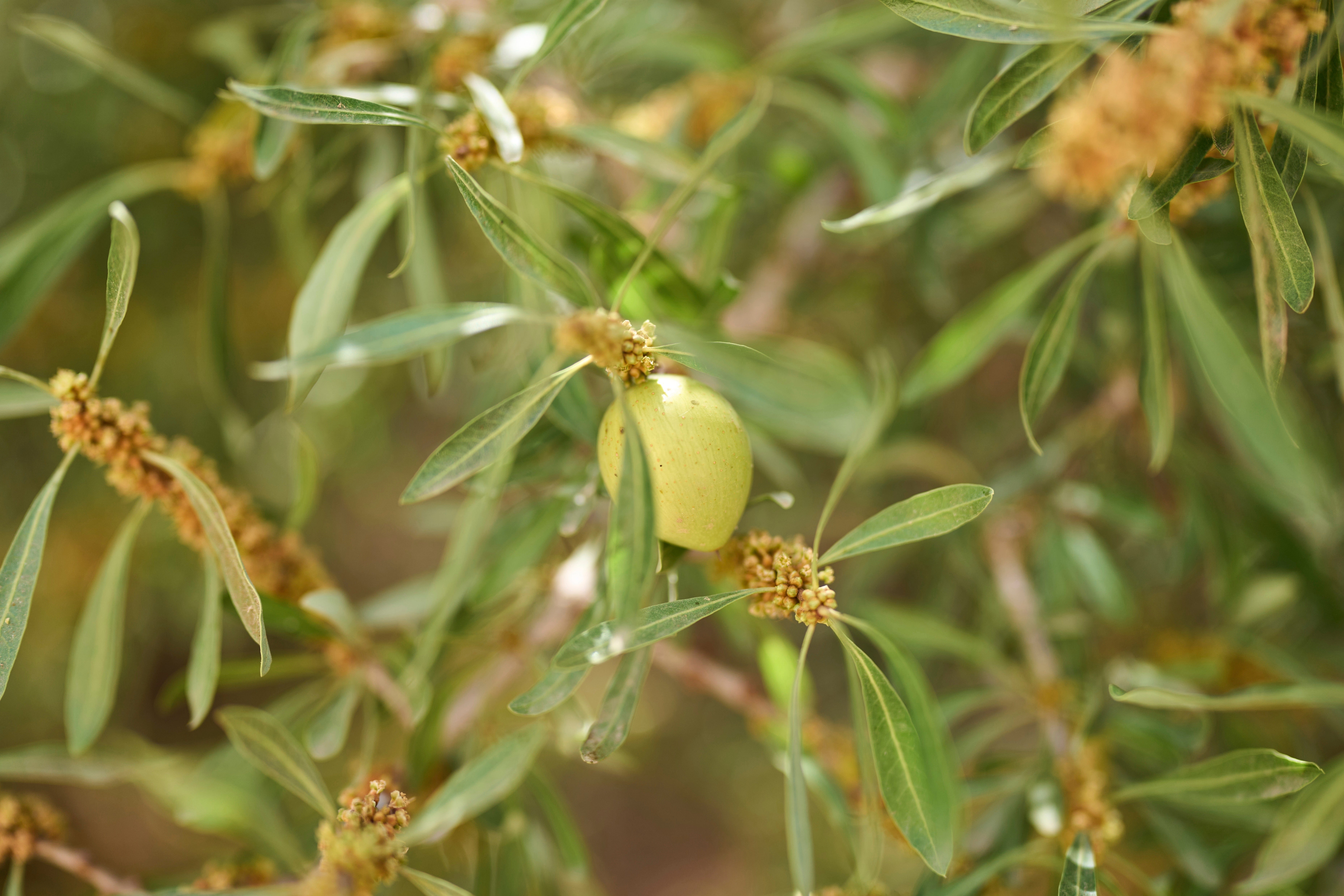 A fruit hangs on an argan tree, in Essaouira, Morocco