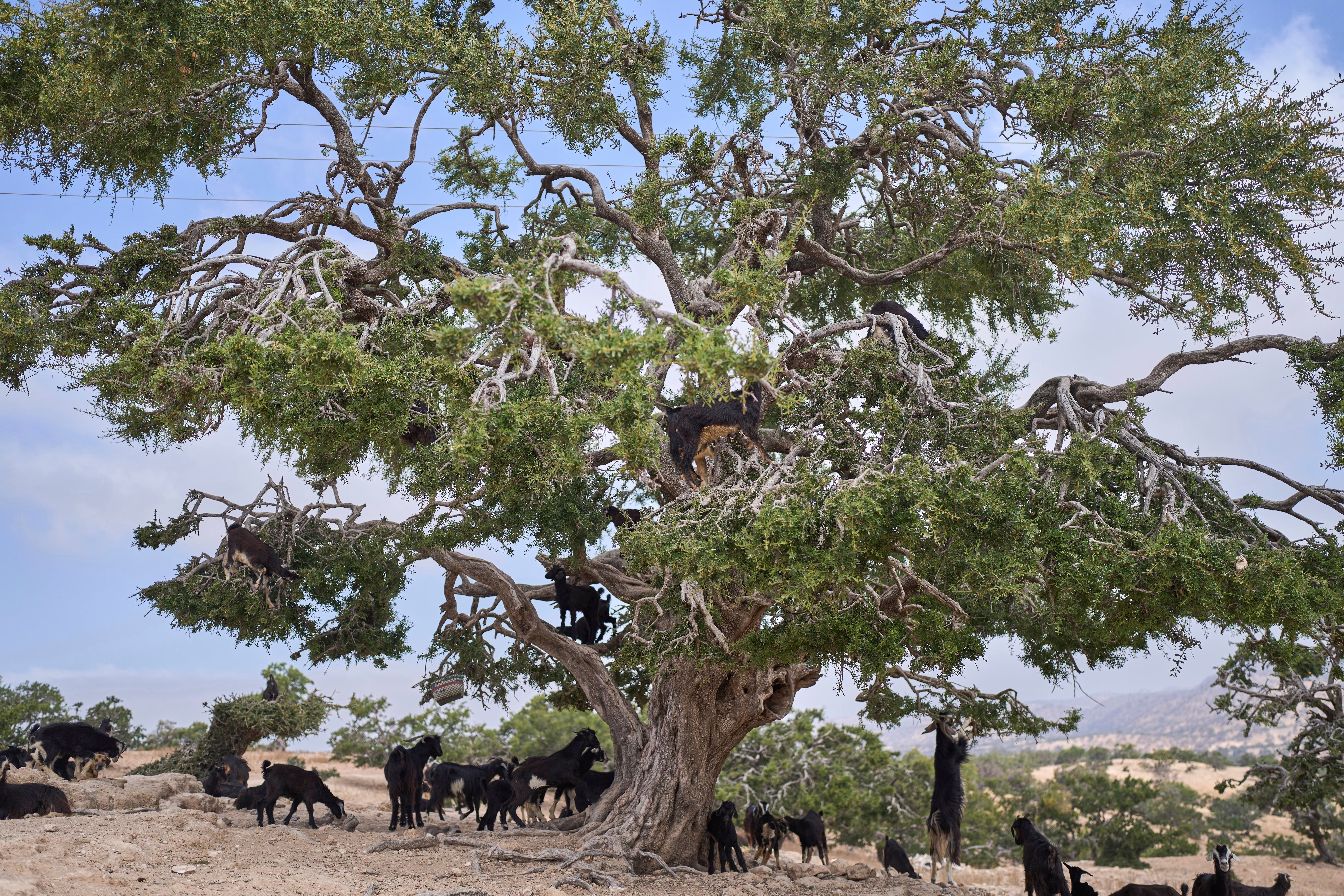 Goats climb and feed on an argan tree in Essaouira, Morocco
