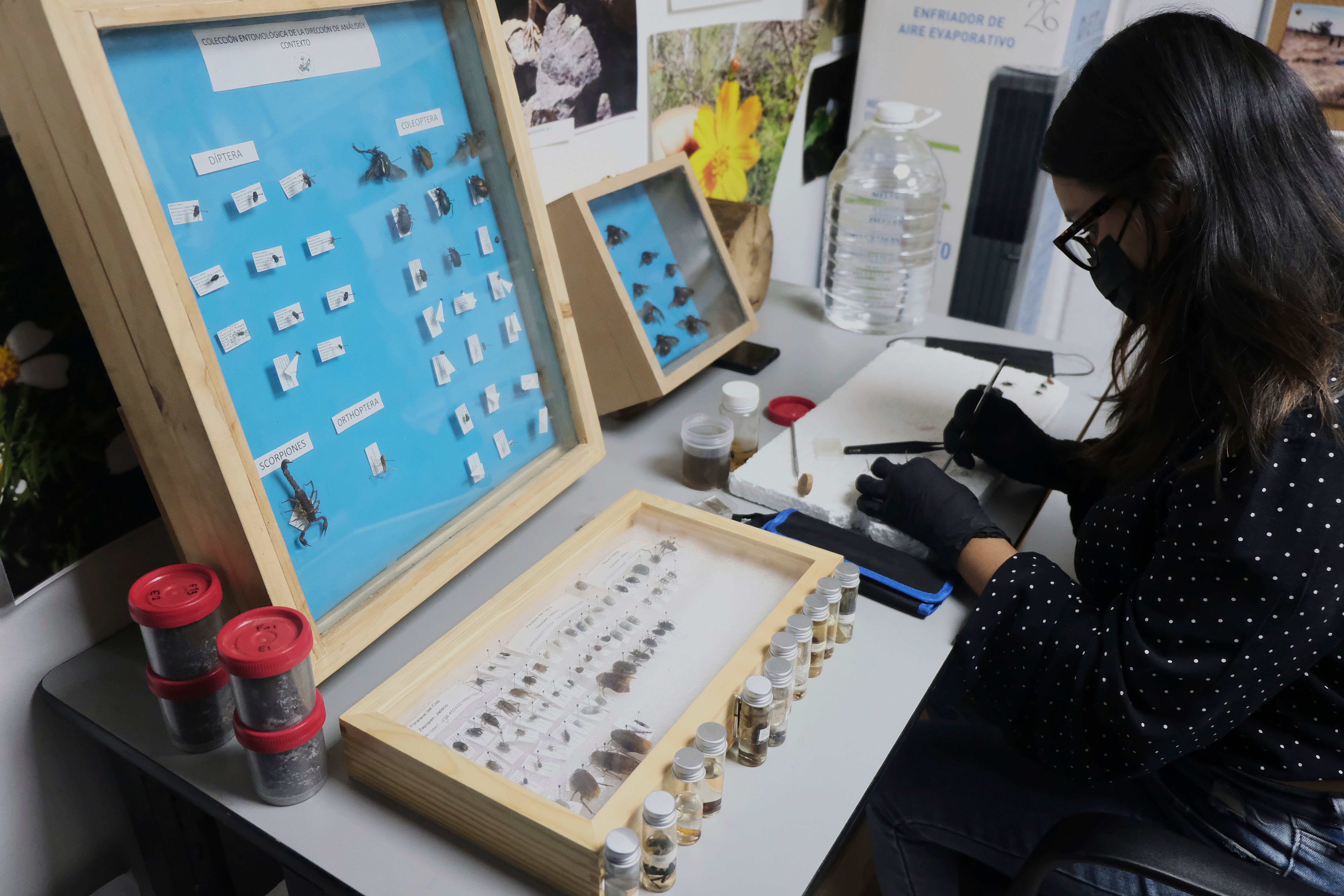 A specialist examines crawling creatures collected from clandestine graves as part of a research project to help locate missing people, in Guadalajara, Mexico