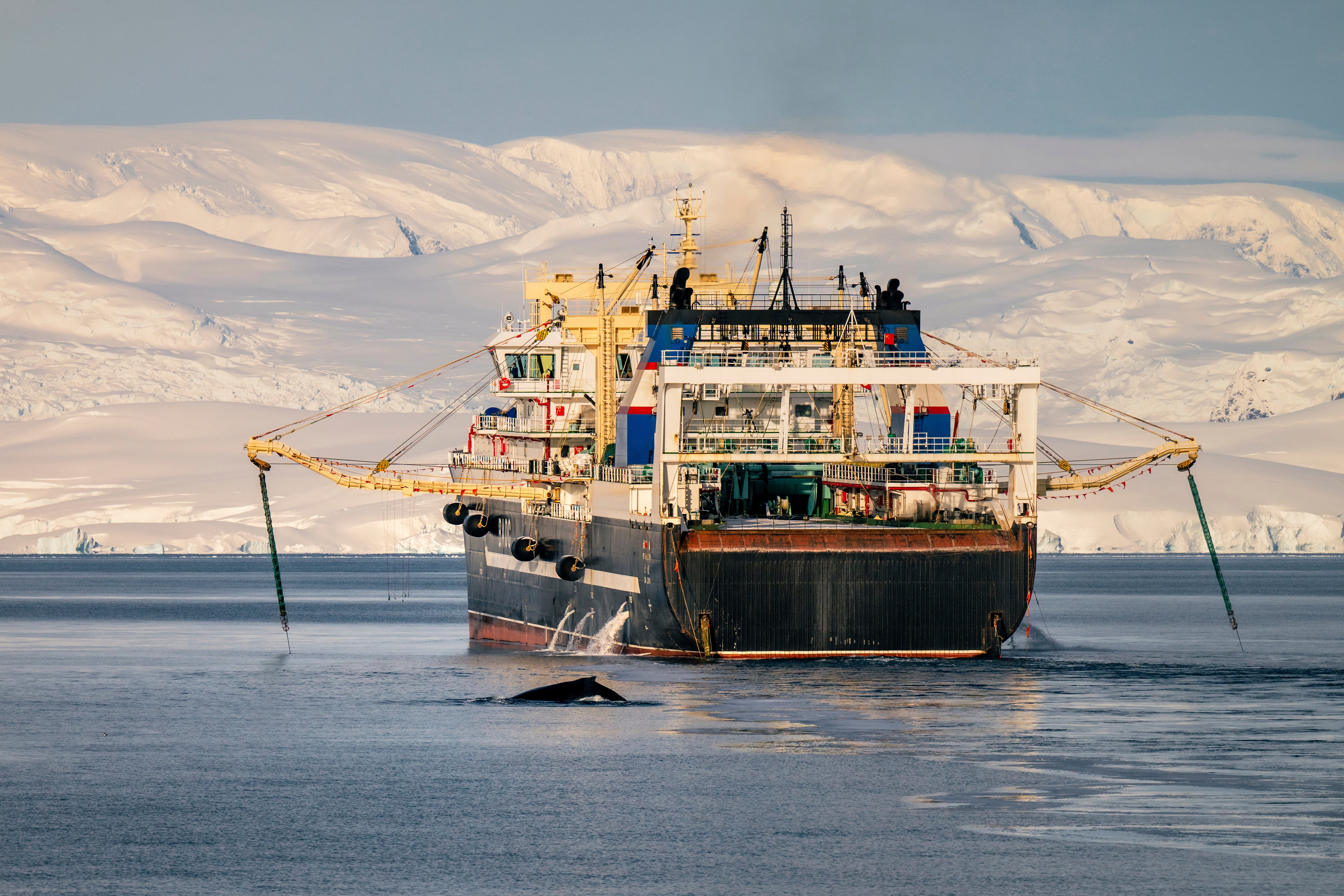 Krill fishery in Antarctica shut down after record catch triggers unprecedented early closure