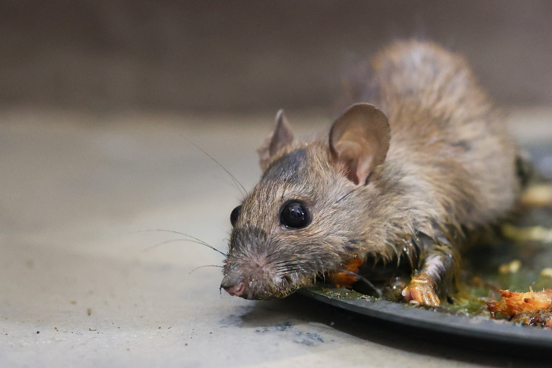 Mice and rats die of dehydration, exhaustion or consuming the glue