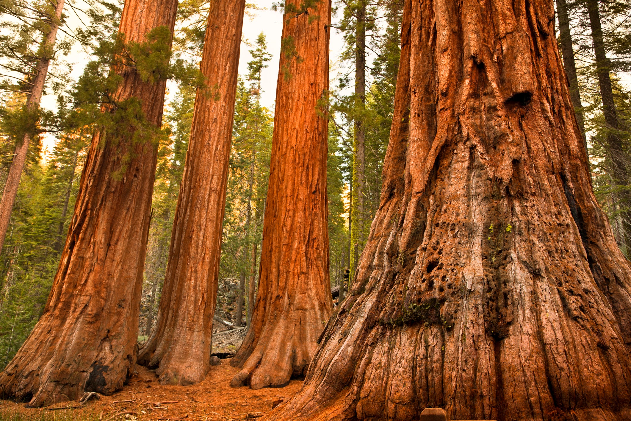 The incident involving Yellowstone’s giant sequoia trees remains under investigation.