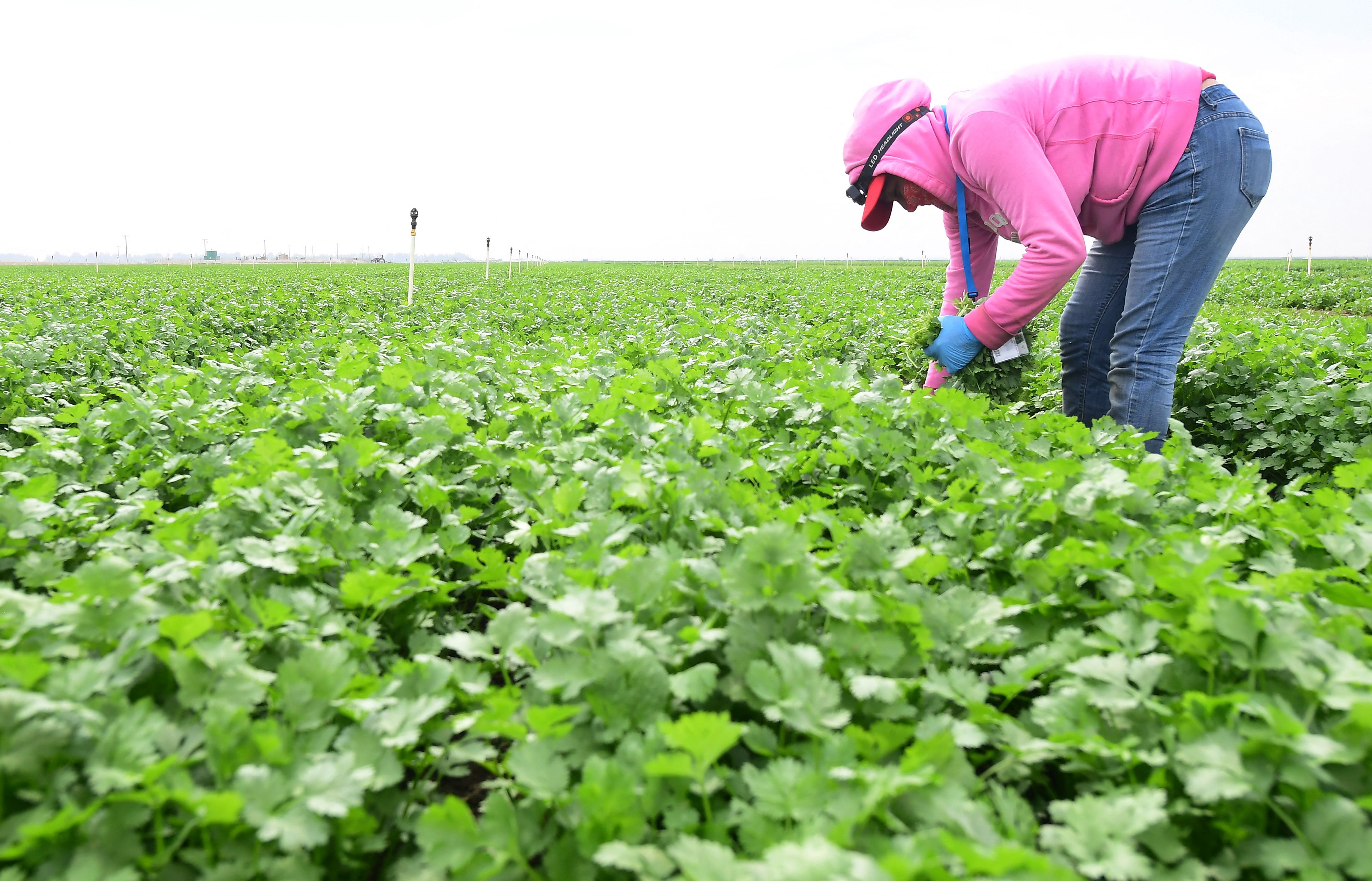 Cilantro’s use dates back thousands of years and across cultures. The herb is polarizing, but its health benefits may not be