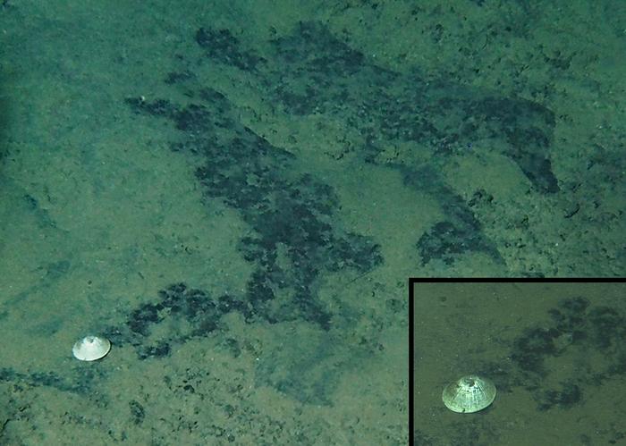 Habitus of Bathylepeta wadatsumi with a clear feeding trail behind