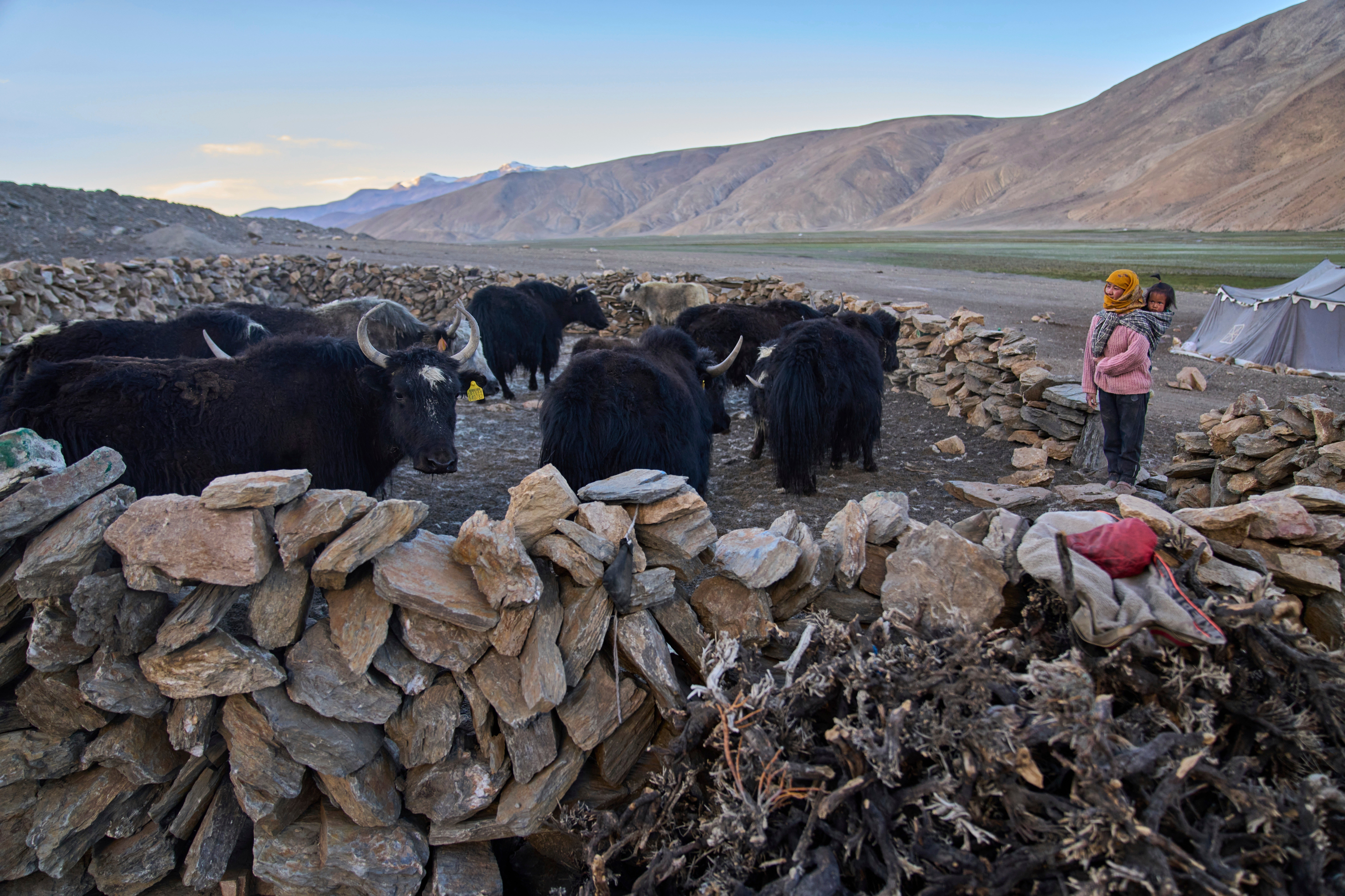 Climate India Heat Yak Herders
