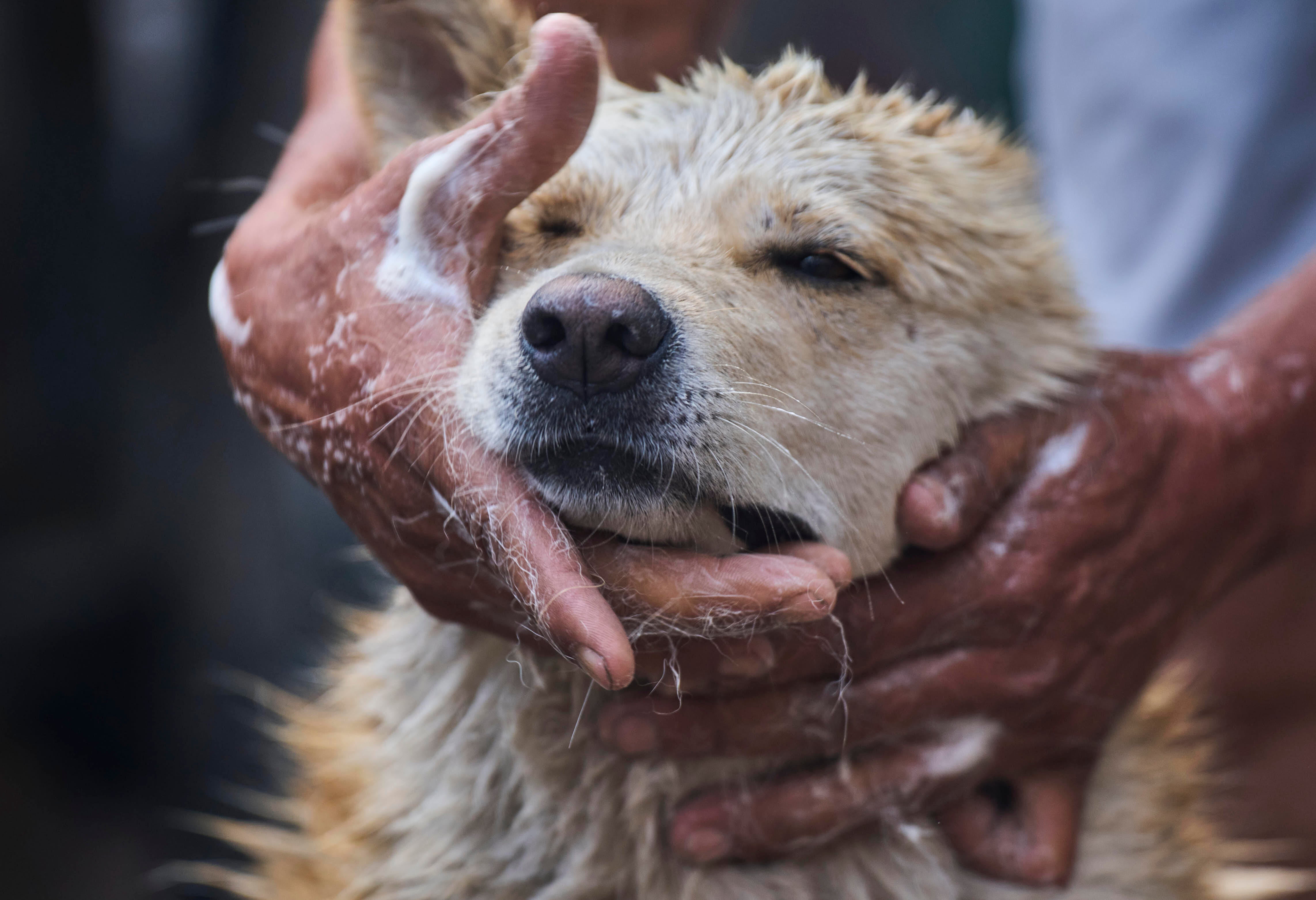 Babu Tamang gives a bath to his dog Shayam in Kathmandu, Nepal, Sunday, July 13, 2025. (AP Photo/Niranjan Shrestha)