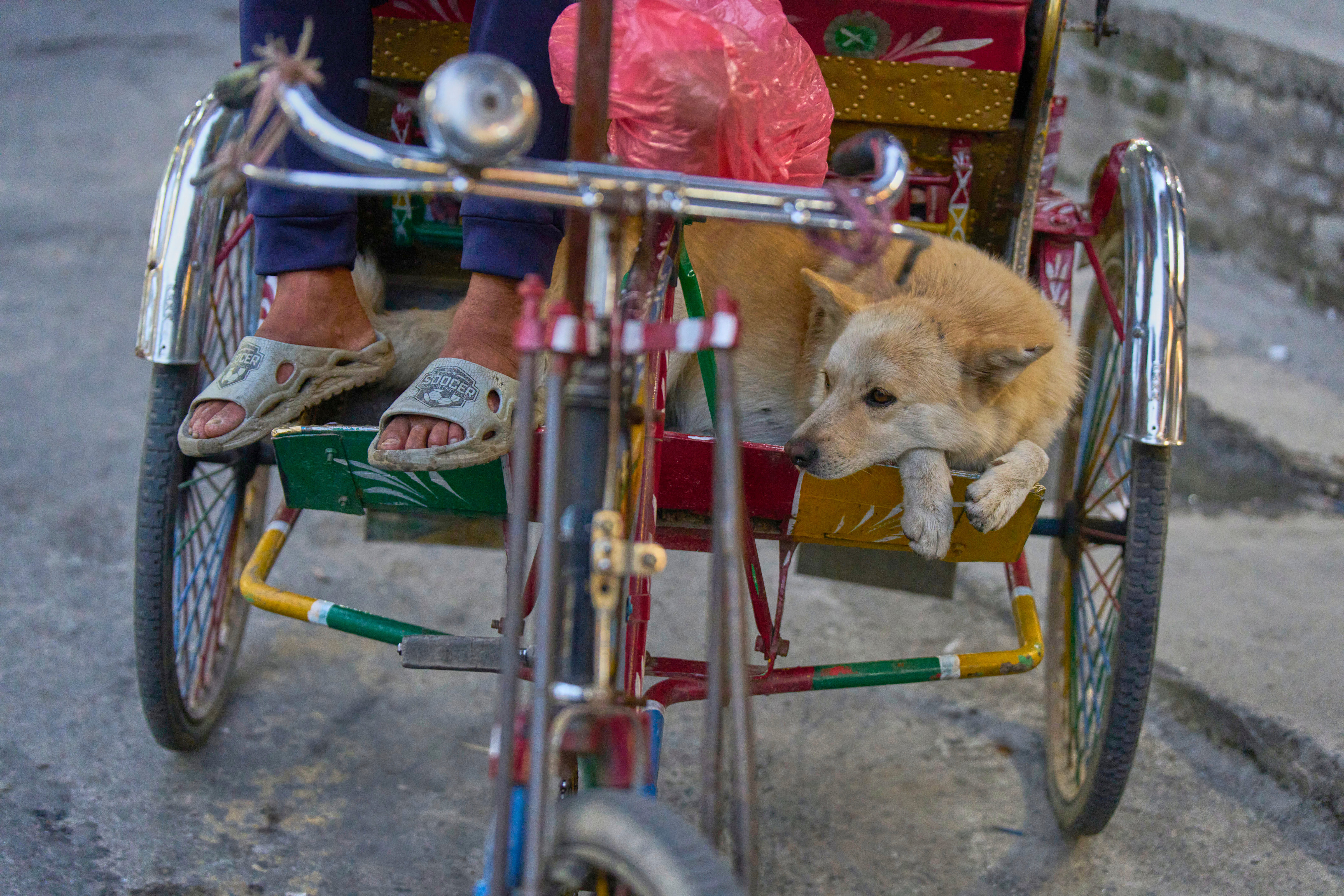 Babu Tamang and his dog Shayam wait for passengers at Thamel, a popular tourist hub in Kathmandu, Nepal, Thursday, July 24, 2025. (AP Photo/Niranjan Shrestha)