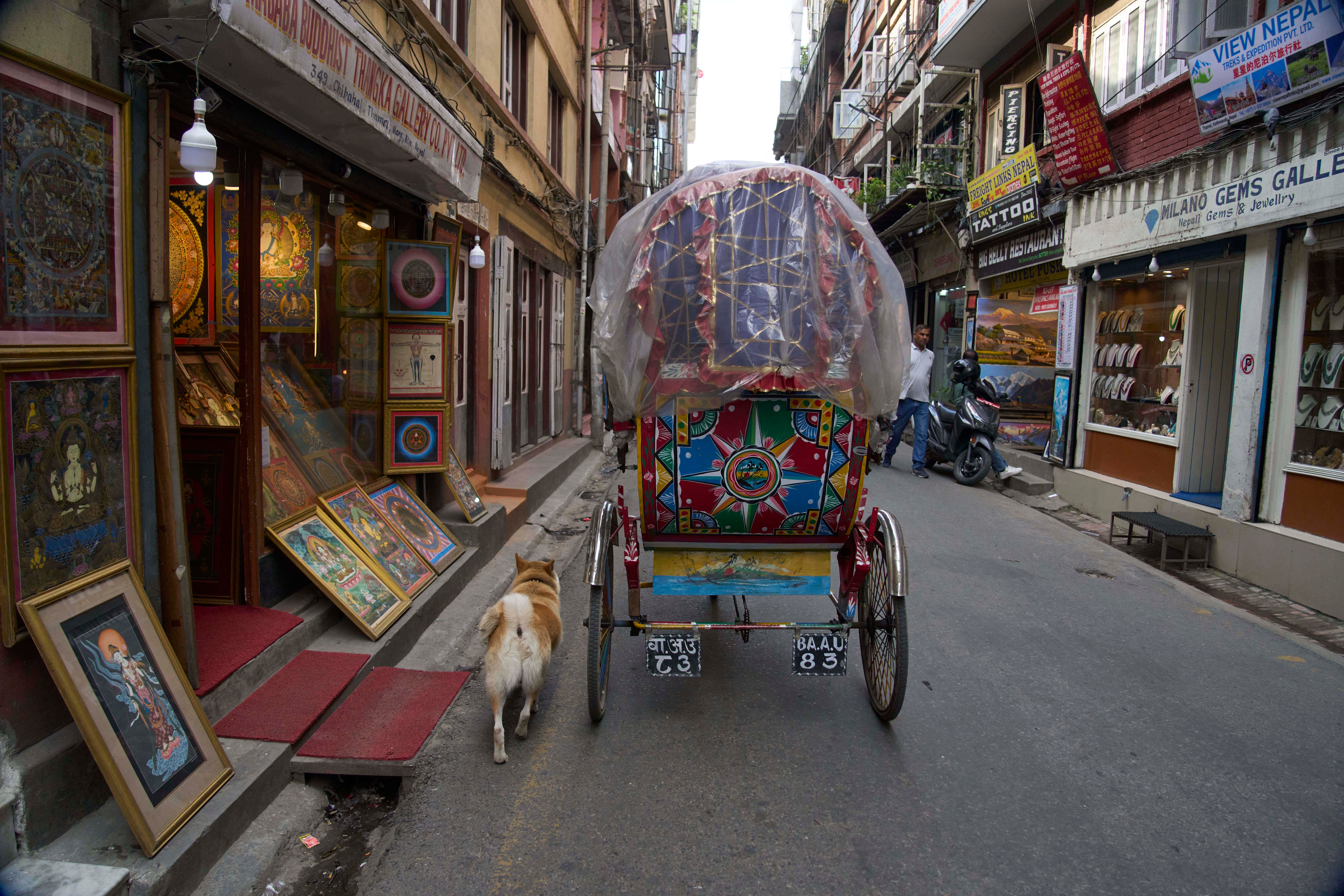 Shayam, the canine, follows Babu Tamang's rickshaw in Kathmandu, Nepal, Friday, July 25, 2025. (AP Photo/Niranjan Shrestha)