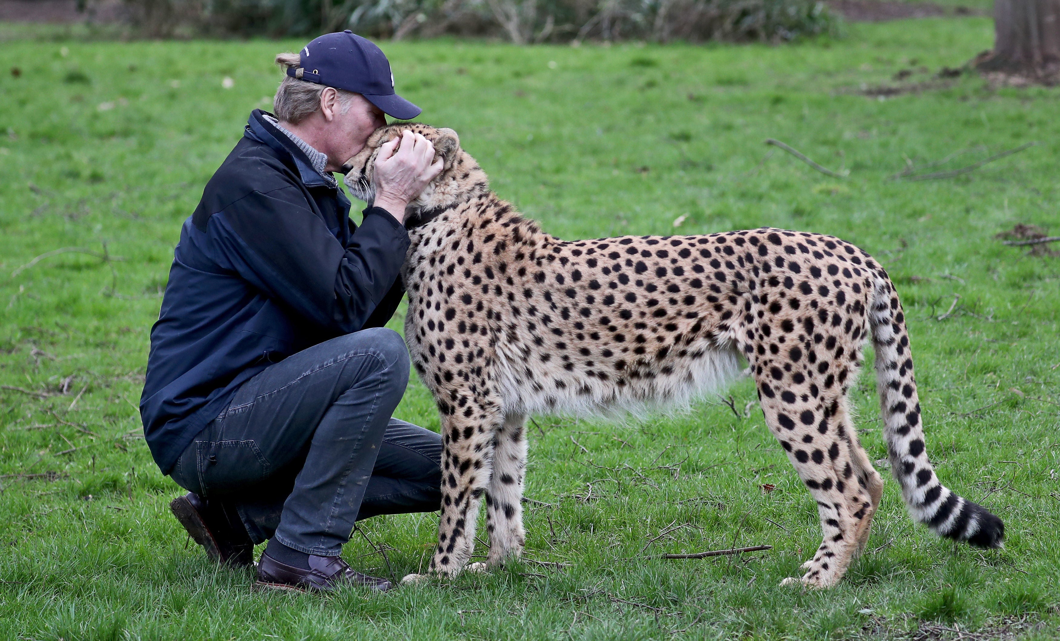 Damian Aspinall with a cheetah at Howletts Wild Animal Park, near Canterbury