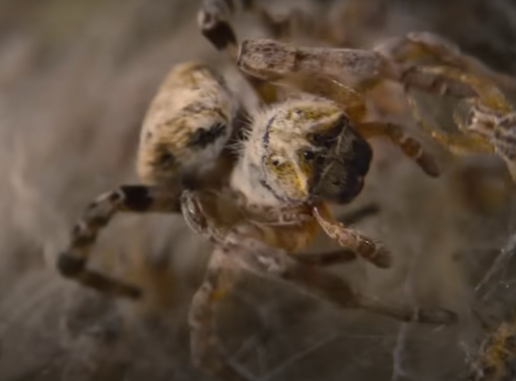 Spider footage is set to chill viewers when it airs in new documentary series 'Parenthood'