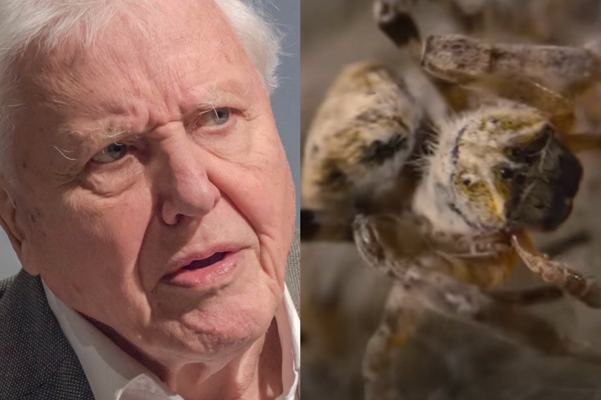 https://static.the-independent.com/2025/07/30/11/46/David-Attenborough-Spider.jpg?trim=42,0,128,0&width=1200&height=800&crop=1200:800