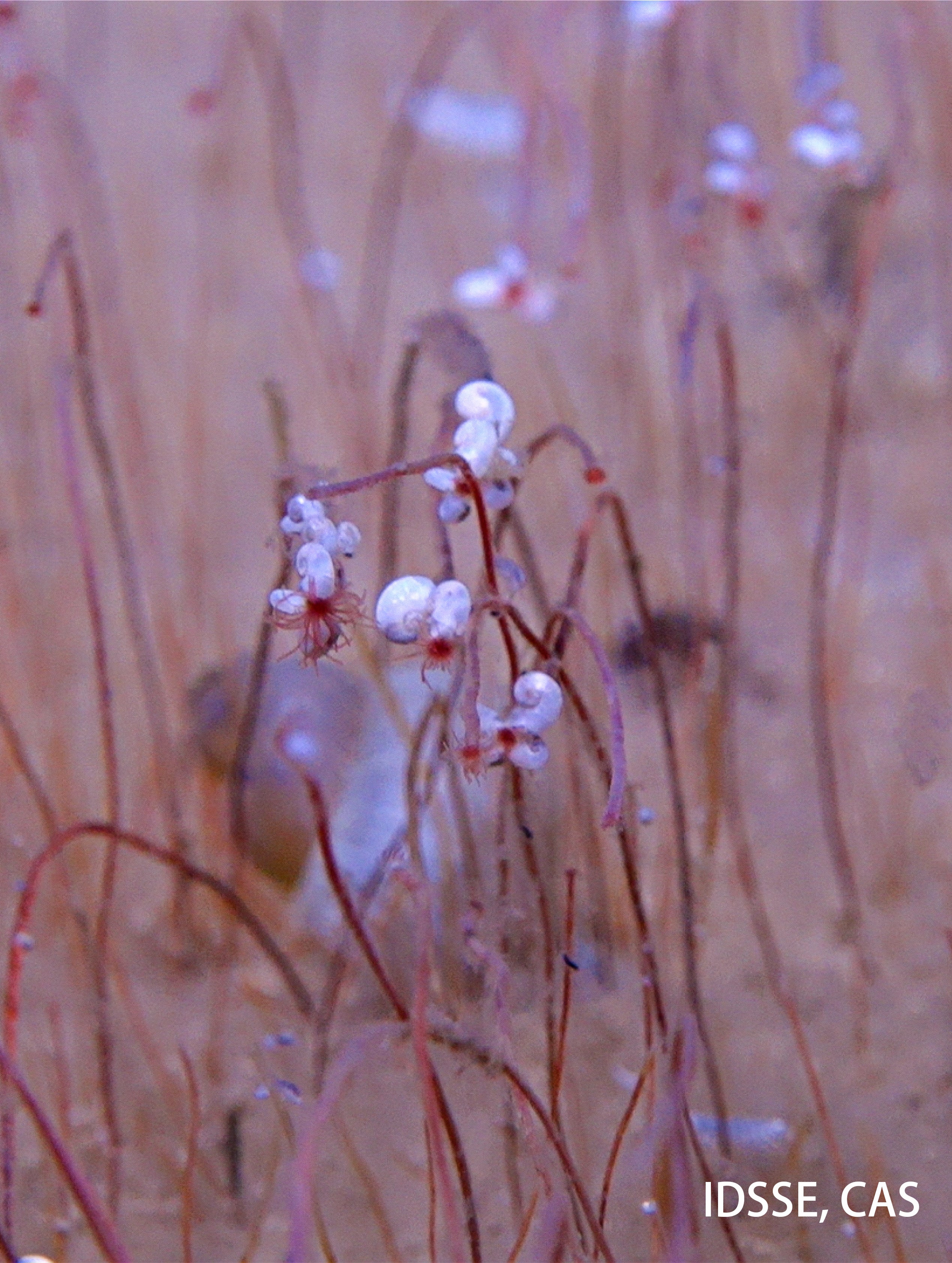 Deep Sea This undated image provided by the Institute of Deep-sea Science and Engineering, Chinese Academy of Sciences shows worms and mollusks in ocean trenches. (Institute of Deep-sea Science and Engineering, Chinese Academy of Sciences via AP)