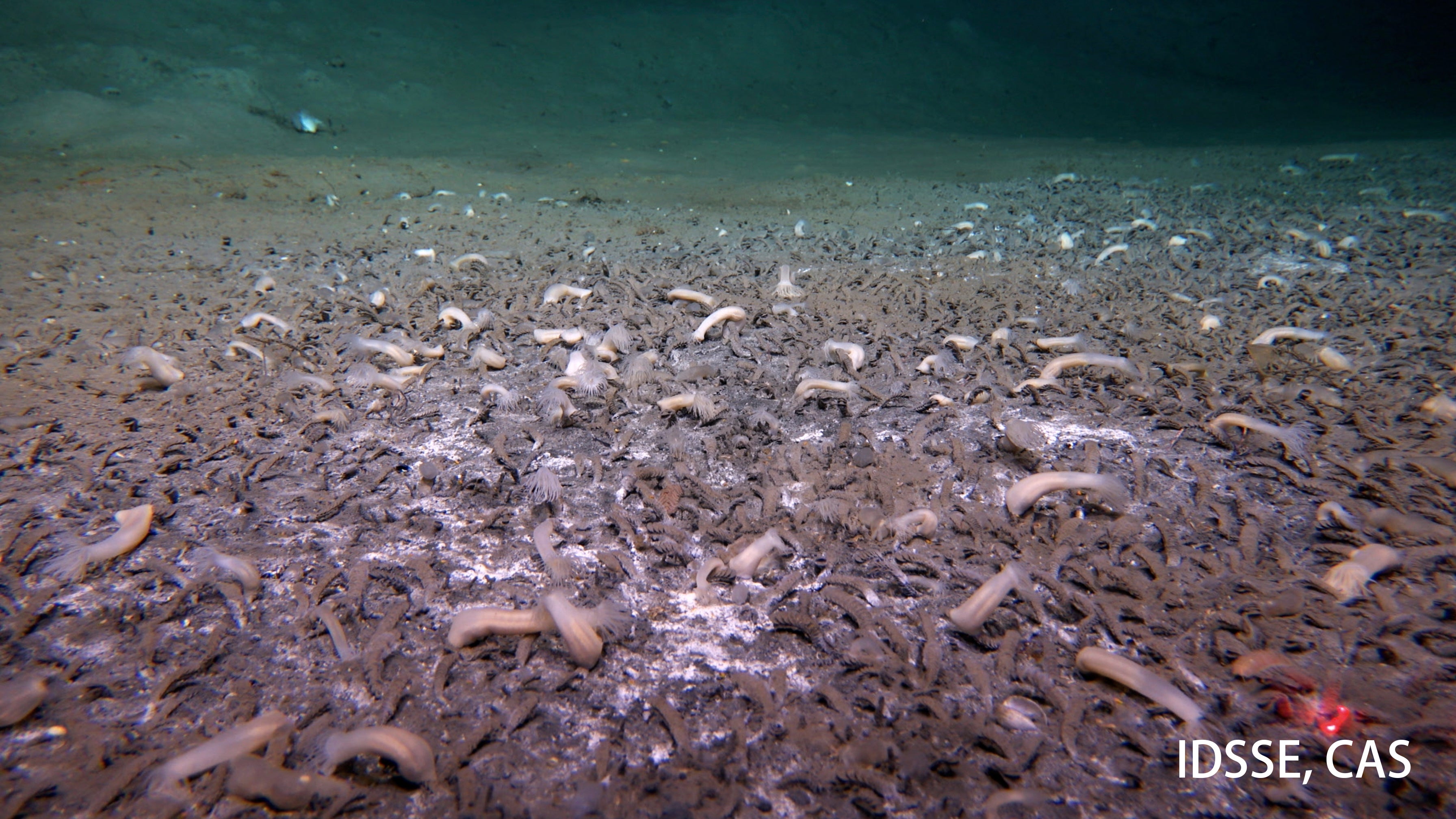 This undated image provided by the Institute of Deep-sea Science and Engineering, Chinese Academy of Sciences shows tubeworms in an ocean trench. (Institute of Deep-sea Science and Engineering, Chinese Academy of Sciences via AP)