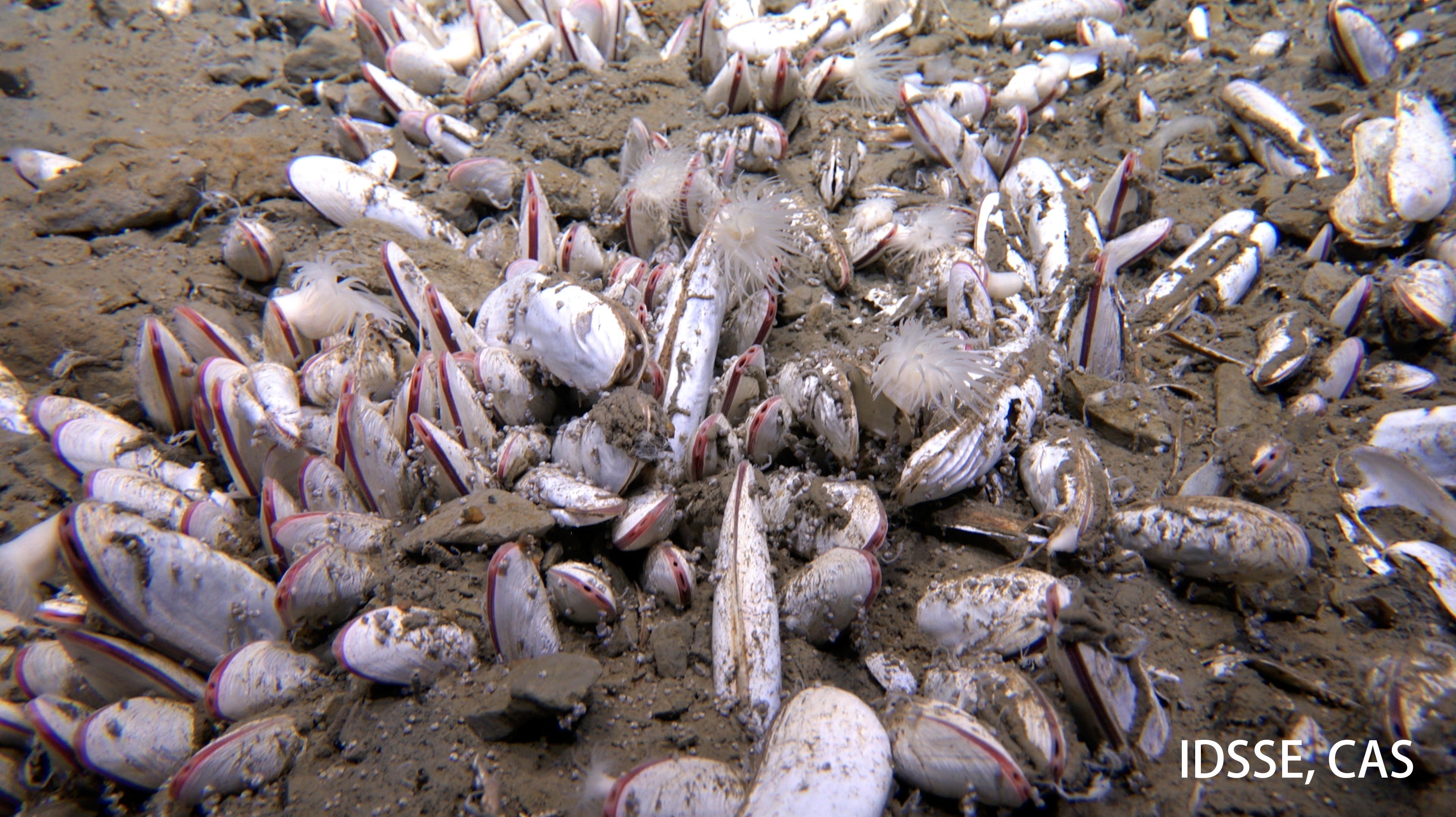 This undated image provided by the Institute of Deep-sea Science and Engineering, Chinese Academy of Sciences shows mollusks in an ocean trench. (Institute of Deep-sea Science and Engineering, Chinese Academy of Sciences via AP)