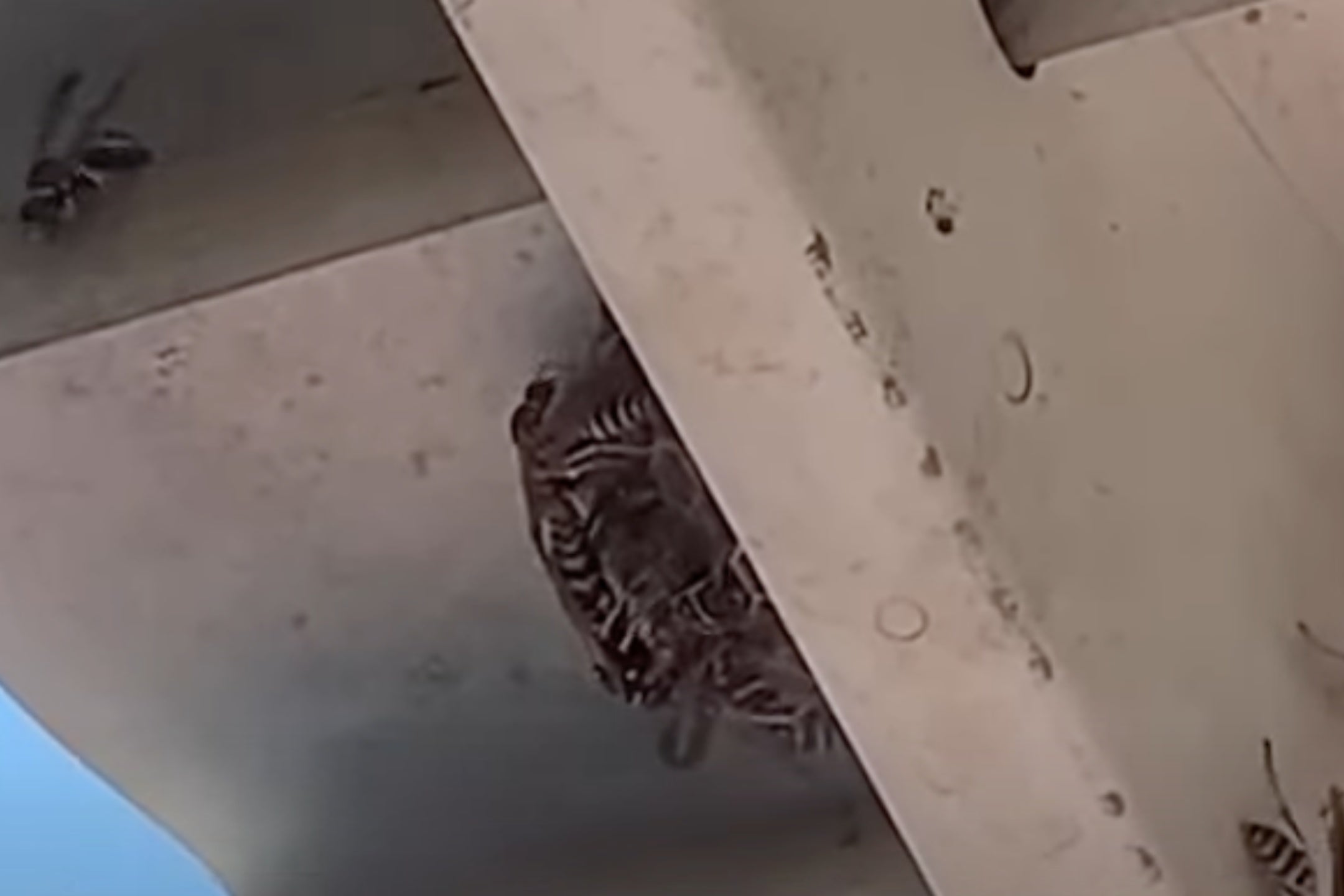 Radioactive wasps were found at a nuclear site in South Carolina