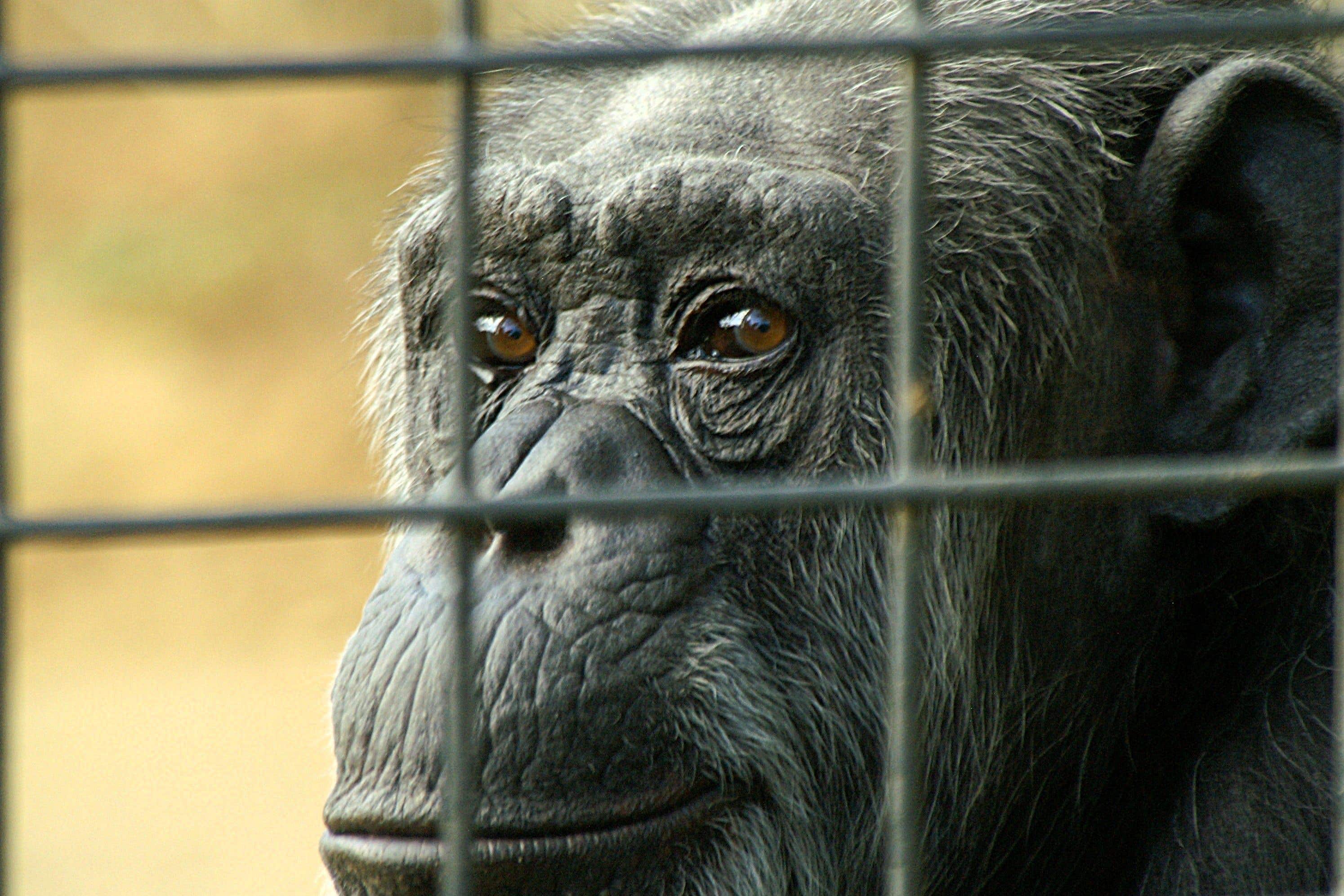 A report has outlined the impact of keeping great apes in zoos (Mike Dooley/Born Free/PA)
