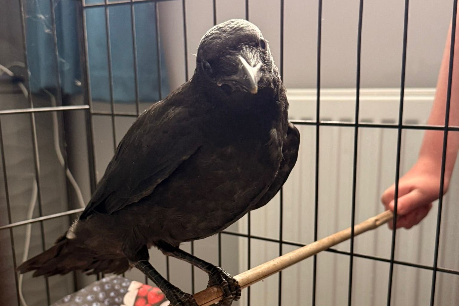 The injured crow being cared for in the home of Dr Justyn Loveridge (Vets for Pets/PA)