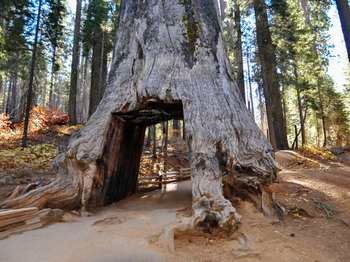 Angelia Lin was hiking through Tuolumne Grove in Yosemite National Park when a sequoia tree branch fell on her head, killing her instantly.