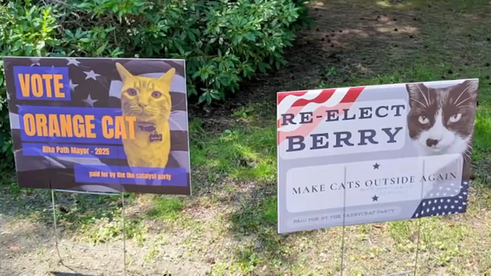 Race for mayor in Massachusetts goes off leash as seat held by a cat is hijacked by dog, parrot and tortoise candidates