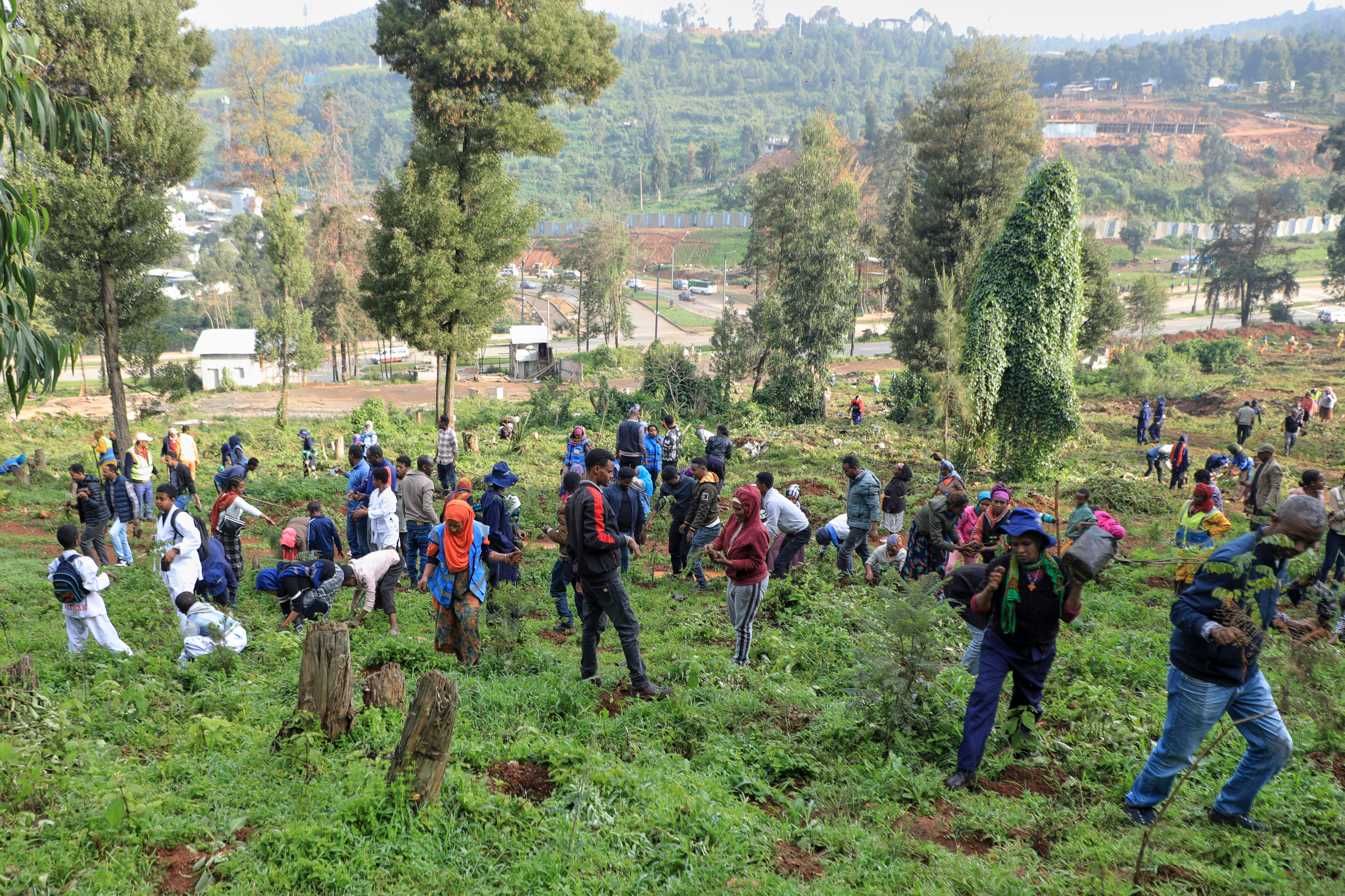 Ethiopia Tree Planting