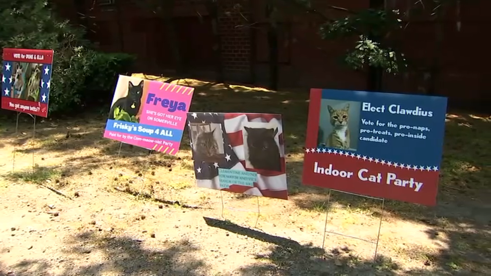 Dozens of cats entered the race after Berry and Orange Cat placed signs up campaigning to be ‘Bike Path Mayor.’