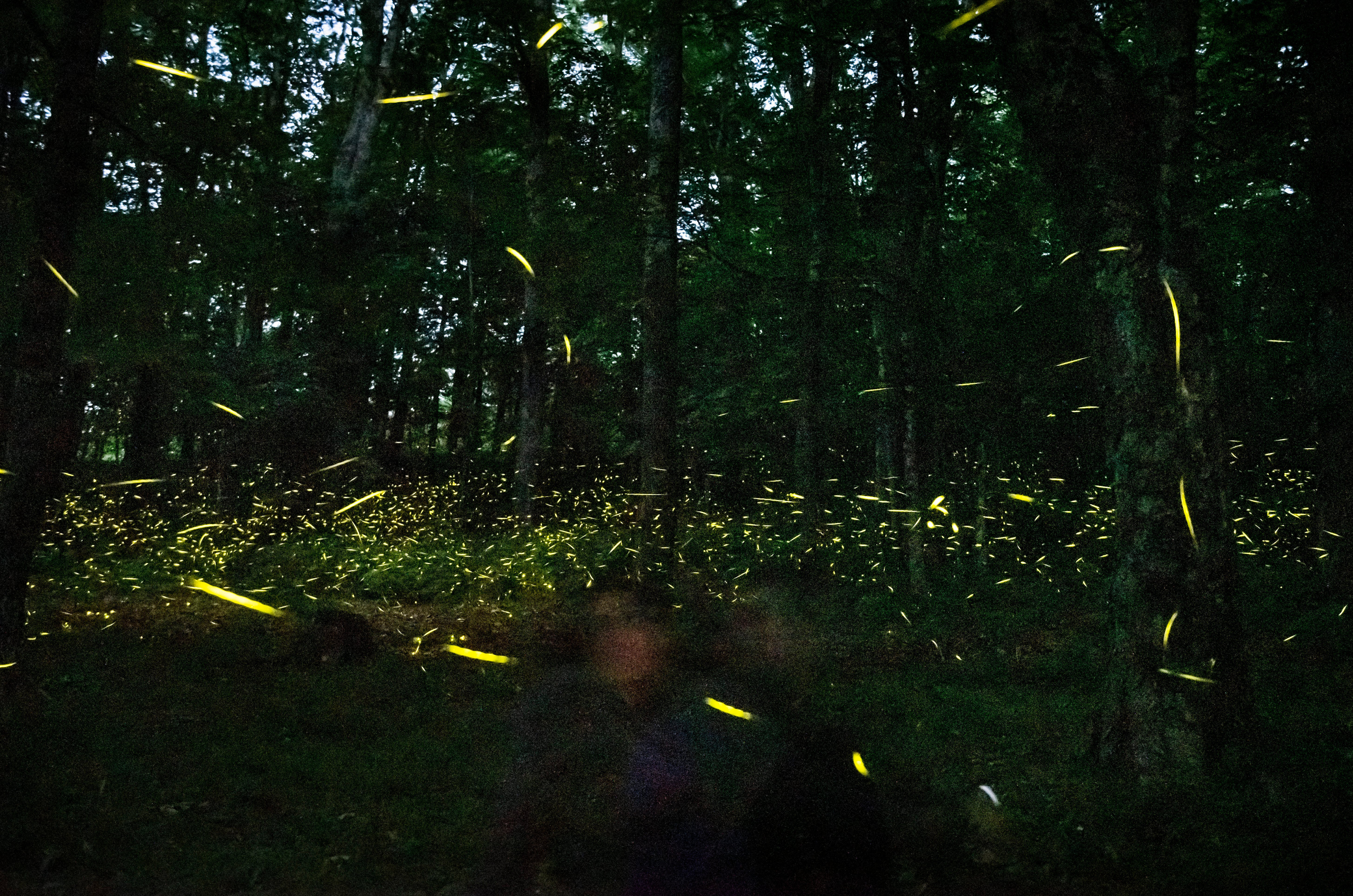 Summer Fireflies