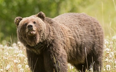 Officials say the grizzly attack was ‘defensive in nature’