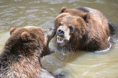 Woman uses bear spray to save husband’s life in Canada grizzly attack