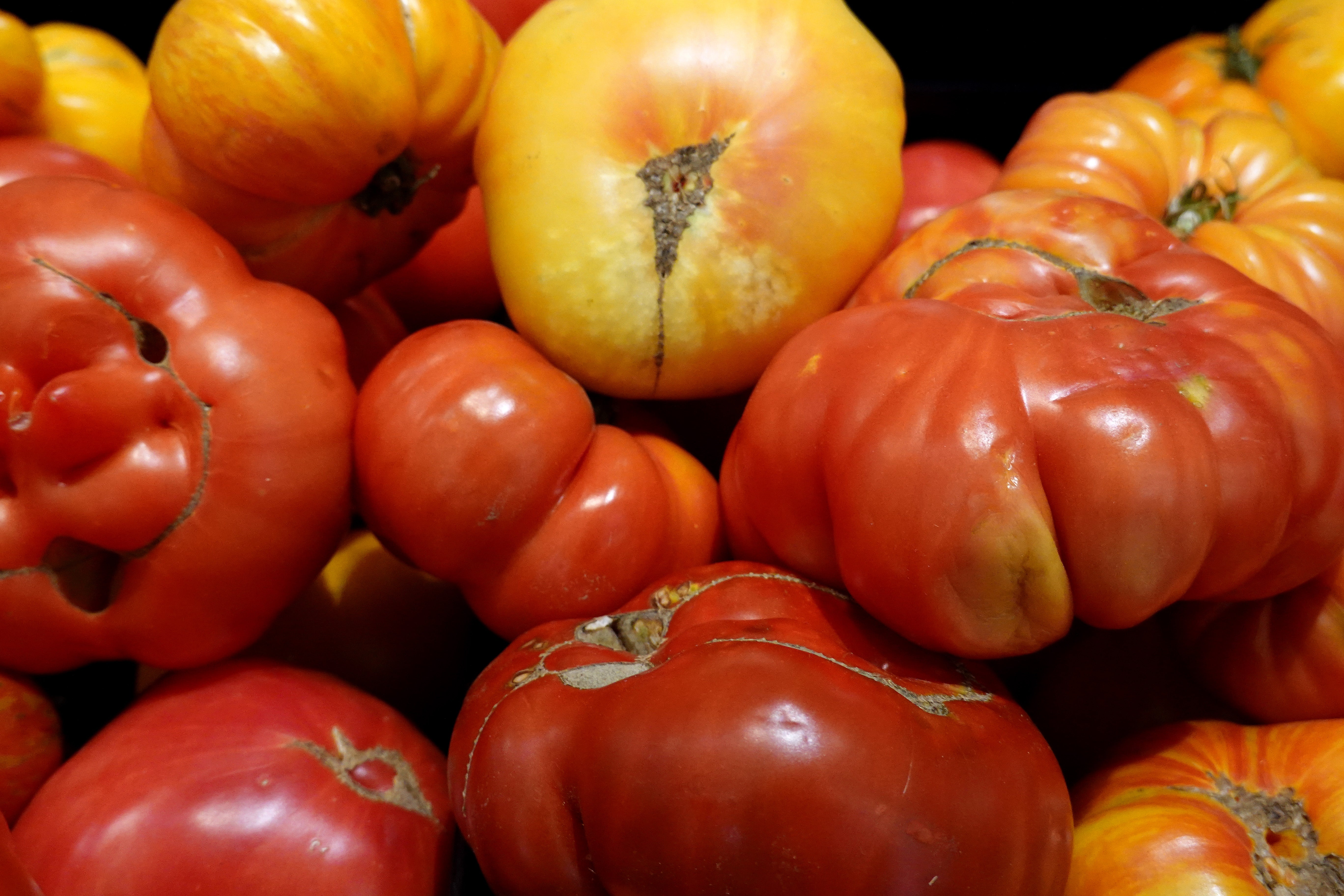 Tomatoes provided an important gene for potatoes to thrive. Known as SP6A, it acts as a ‘switch’ that tells the plant when to start producing tubers