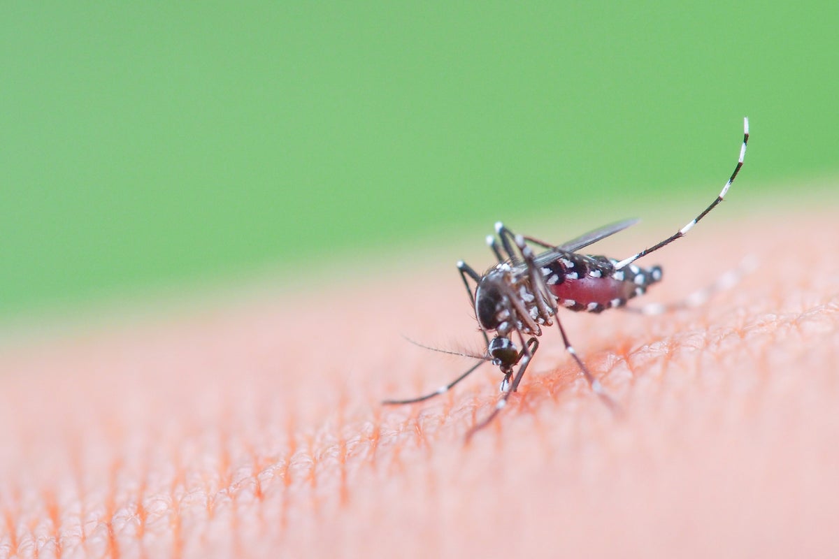 New York confirms first case of chikungunya virus. What is it and what are the symptoms?