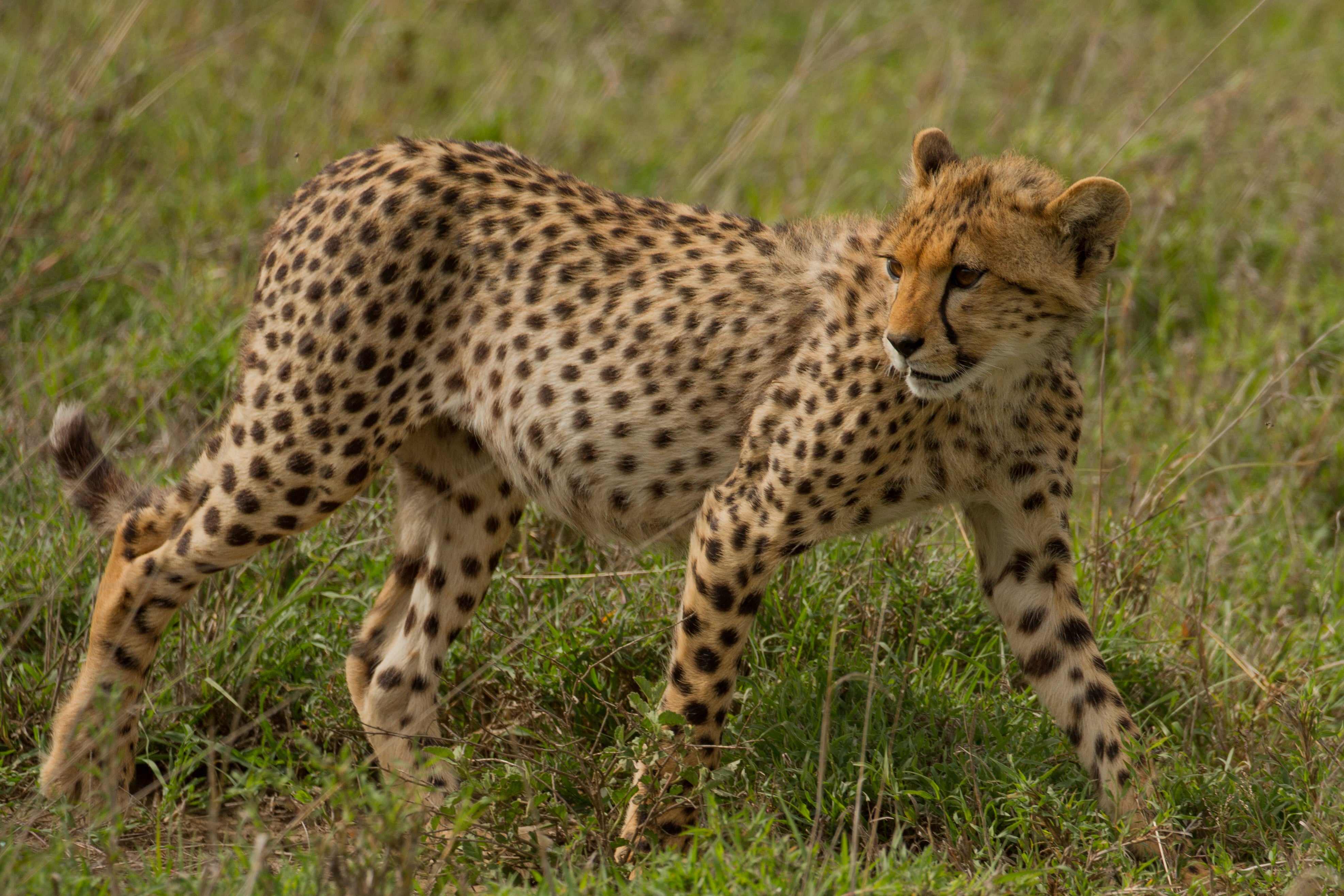 A hunting cheetah roams in an APW project area