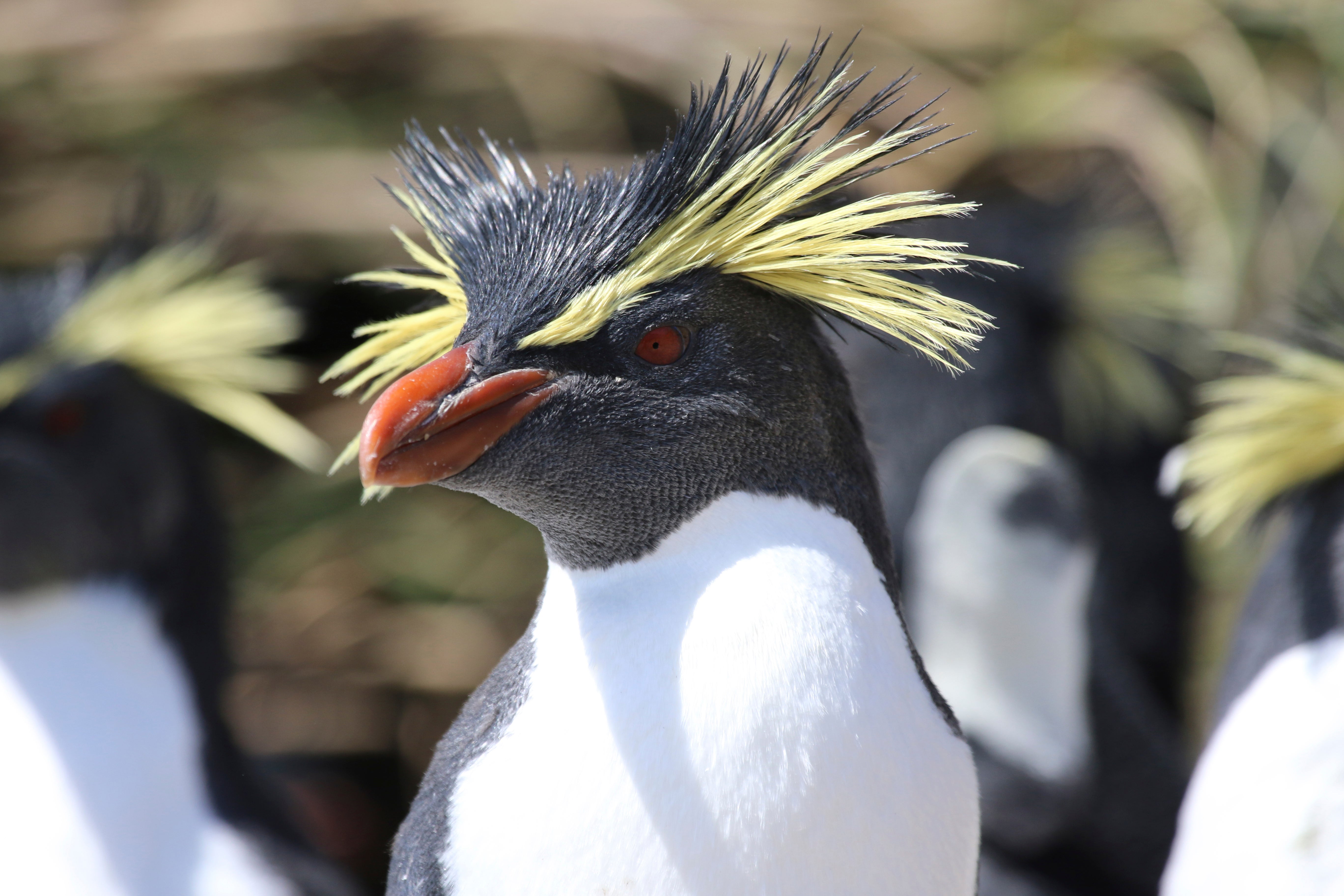 A Northern rockhopper penguin on the South Atlantic island of Tristan da Cunha, where conservation work from the RSPB is under threat