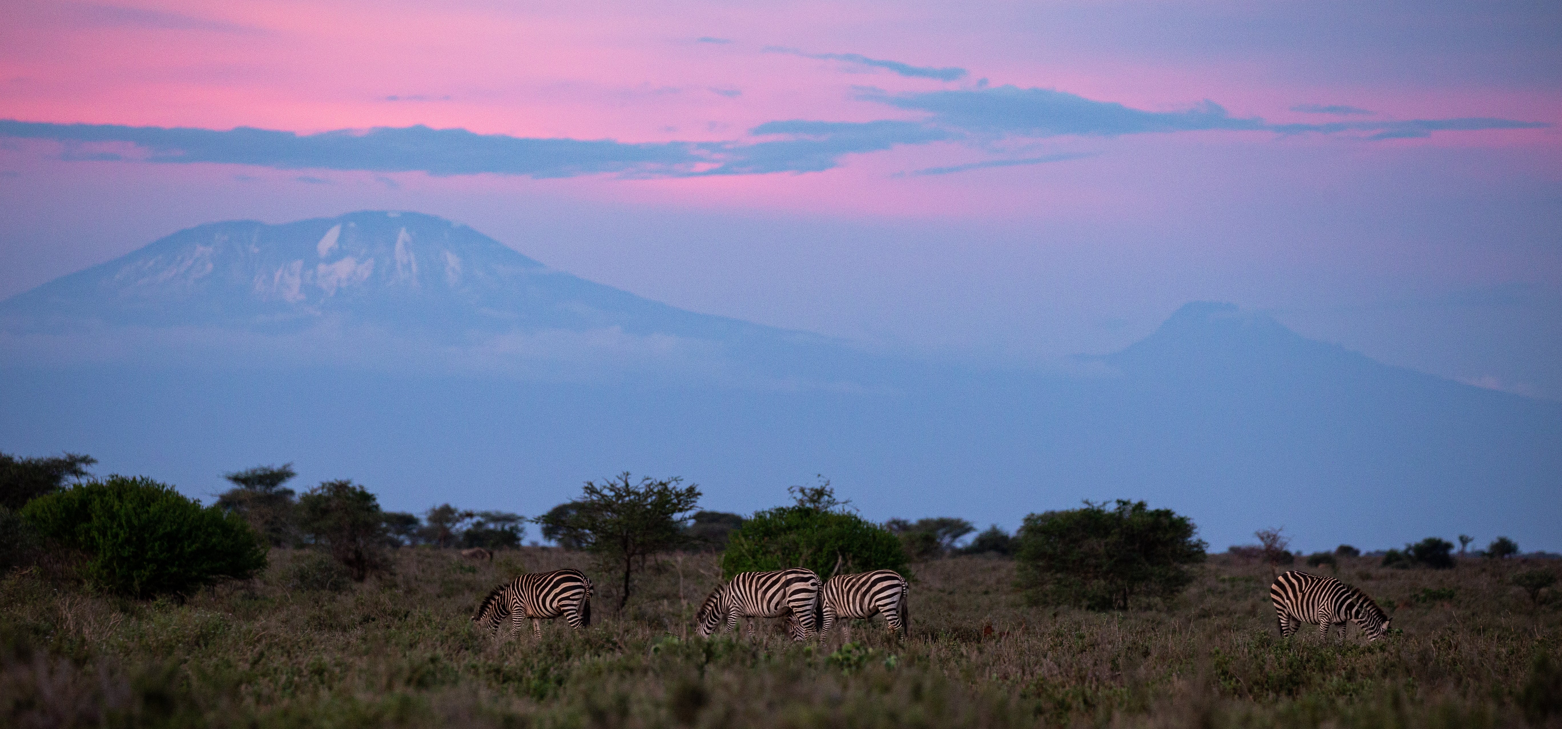 Zebras by Mount Kilimanjaro, Tanzania. Tanzania-based conservation charity African People and Wildlife has told The Independent that it is already planning for drastically reduced revenues as a result of UK aid cuts