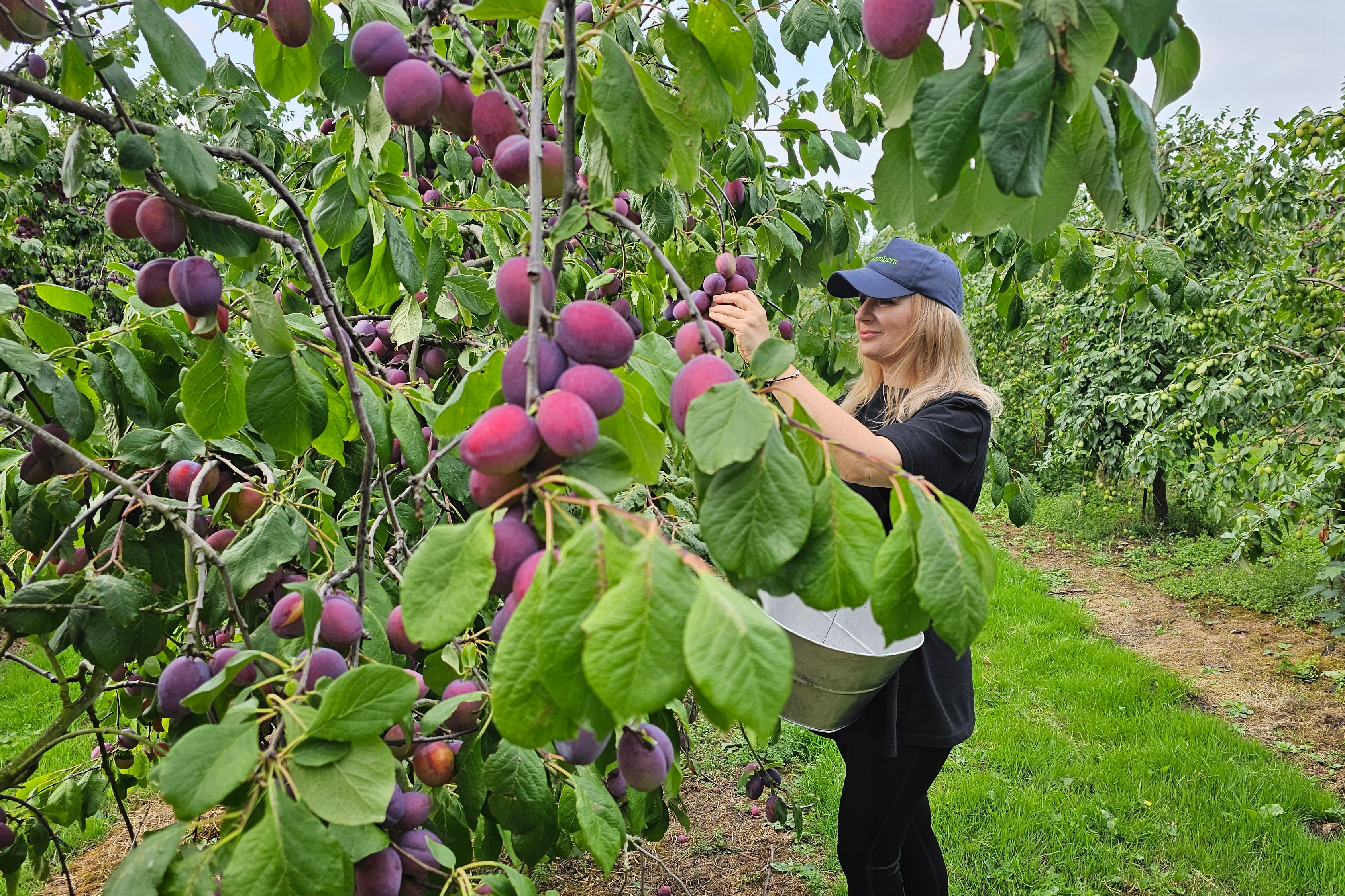 A WB Chambers fruit picker, Cristina Pascari, gathering plums as the industry sees an upturn in crops. (WB Chambers)