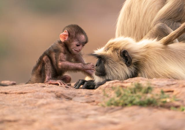 <p>Monkey business: the show was painstakingly filmed over three years across six continents and 23 countries</p>