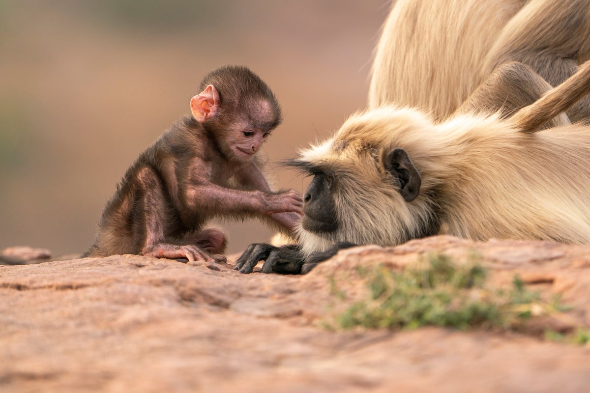 Parenthood review: David Attenborough returns to unassumingly radicalise us into protecting the planet