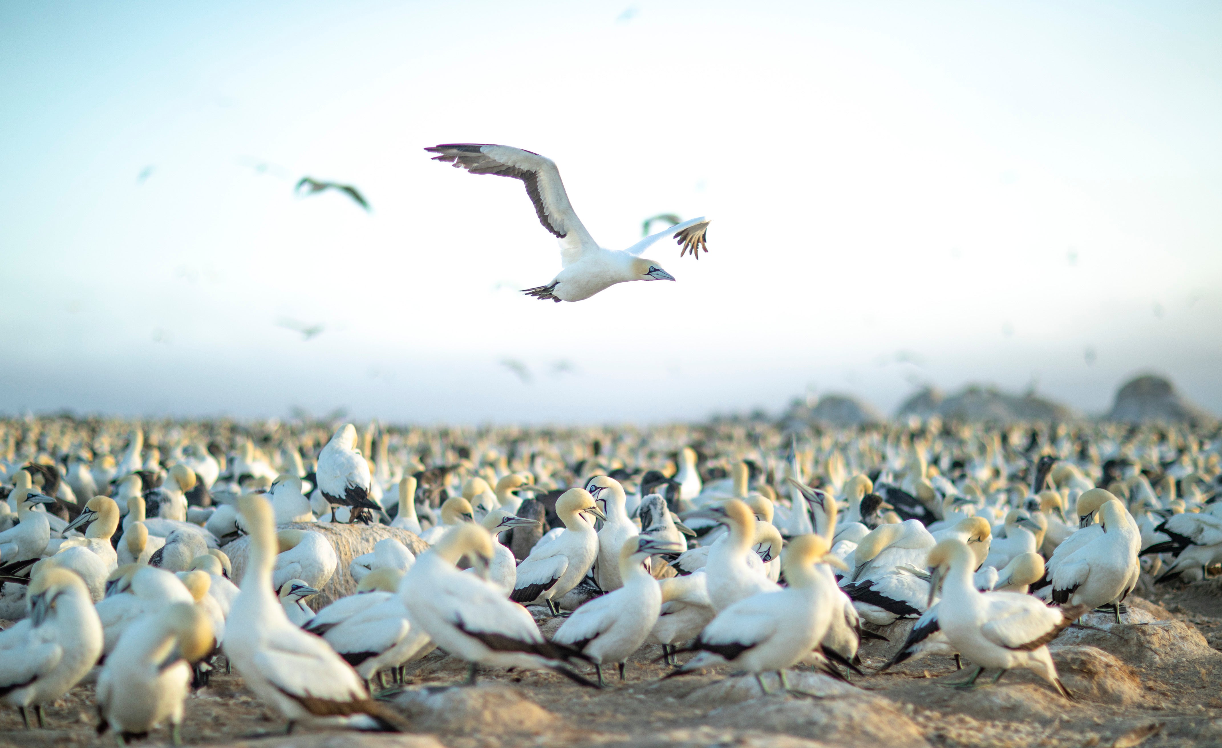 A cape gannet parent flying over a breeding colony on Malgas Island, South Africa