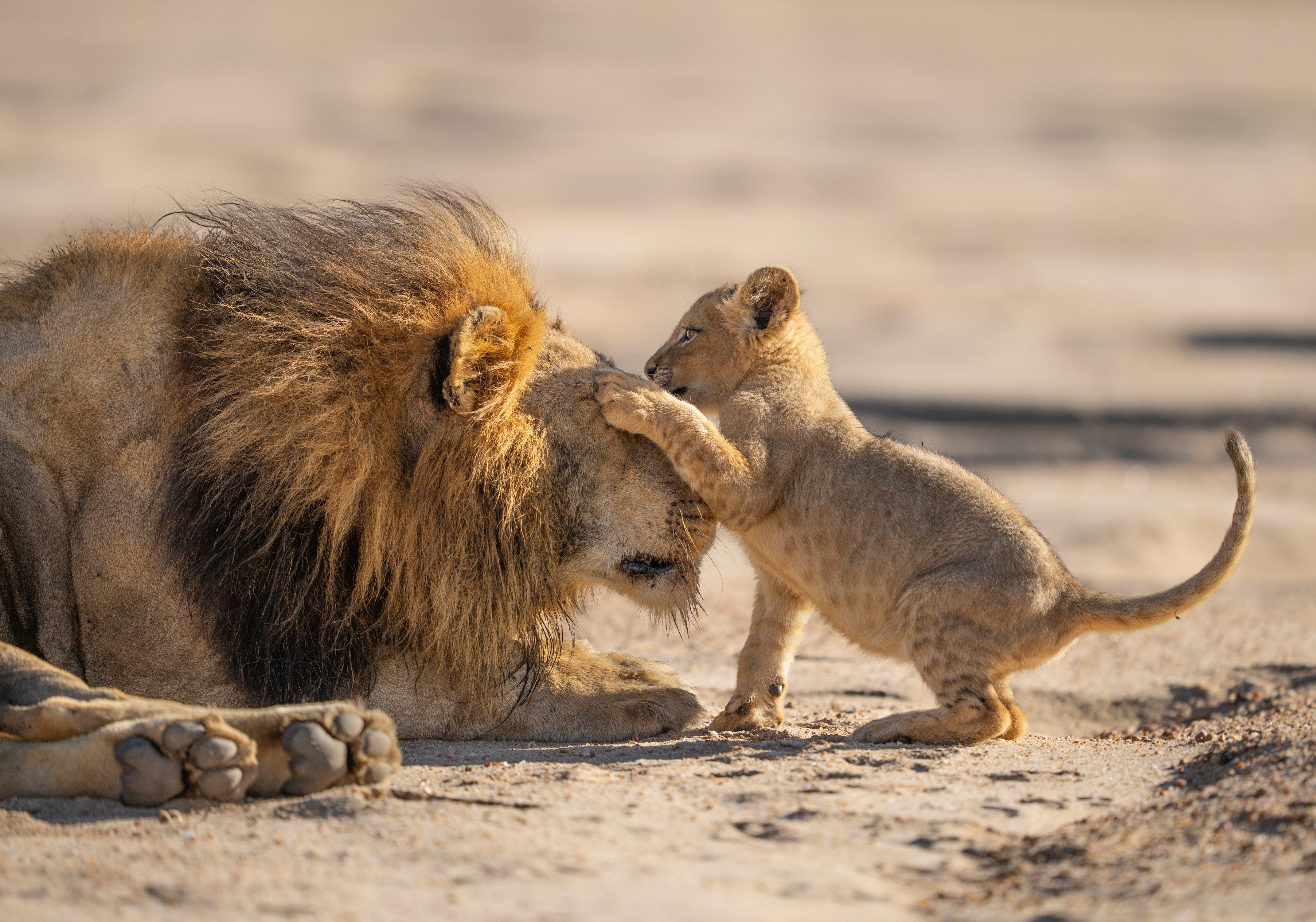 A father lion patiently playing with his young cub