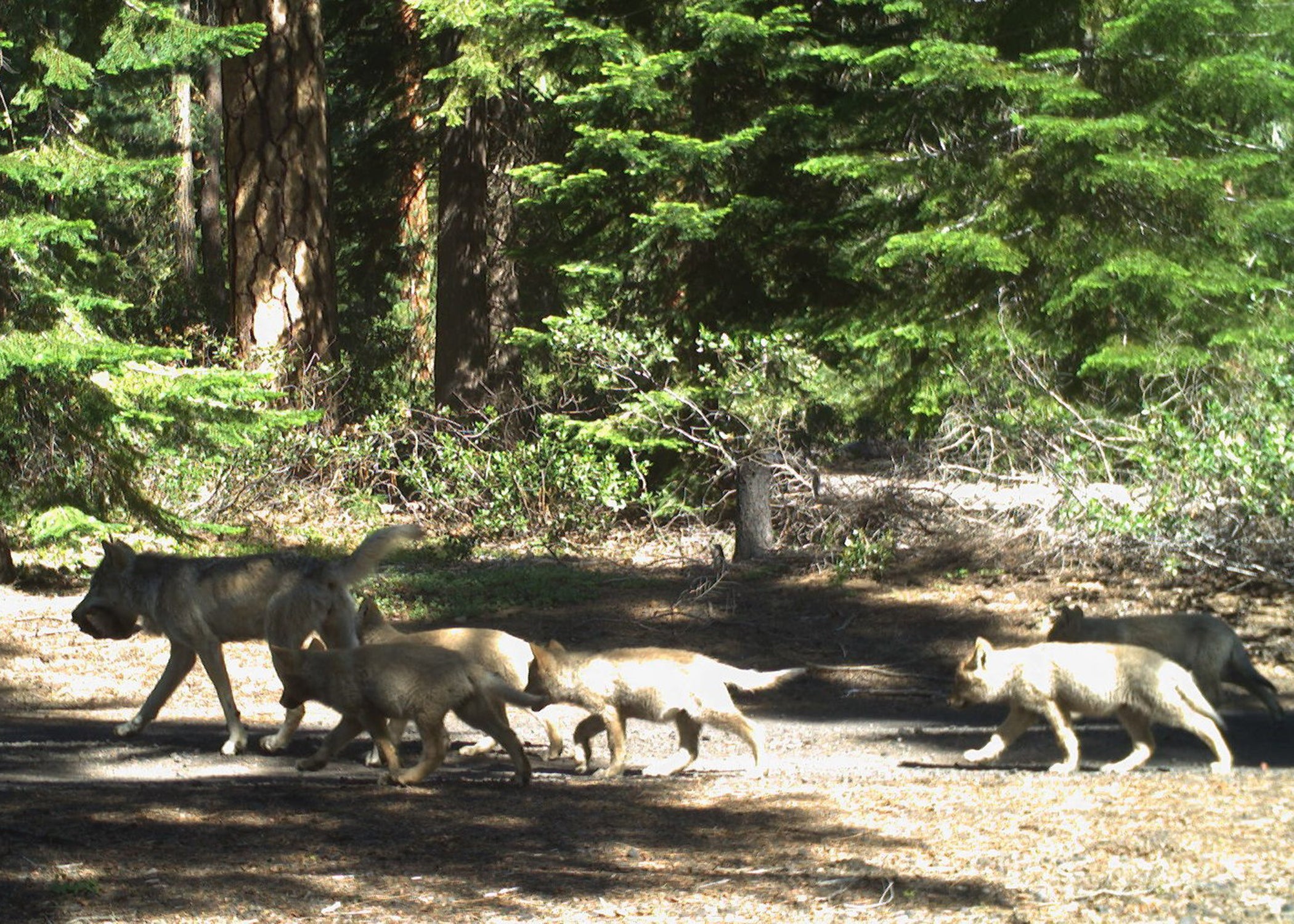 An adult gray wolf and five pups are seen in Oregon. While gray wolf populations have rebounded since they were nearly eliminated by habitat loss and hunting, conservation groups are worried about the impact of removing protections in the future