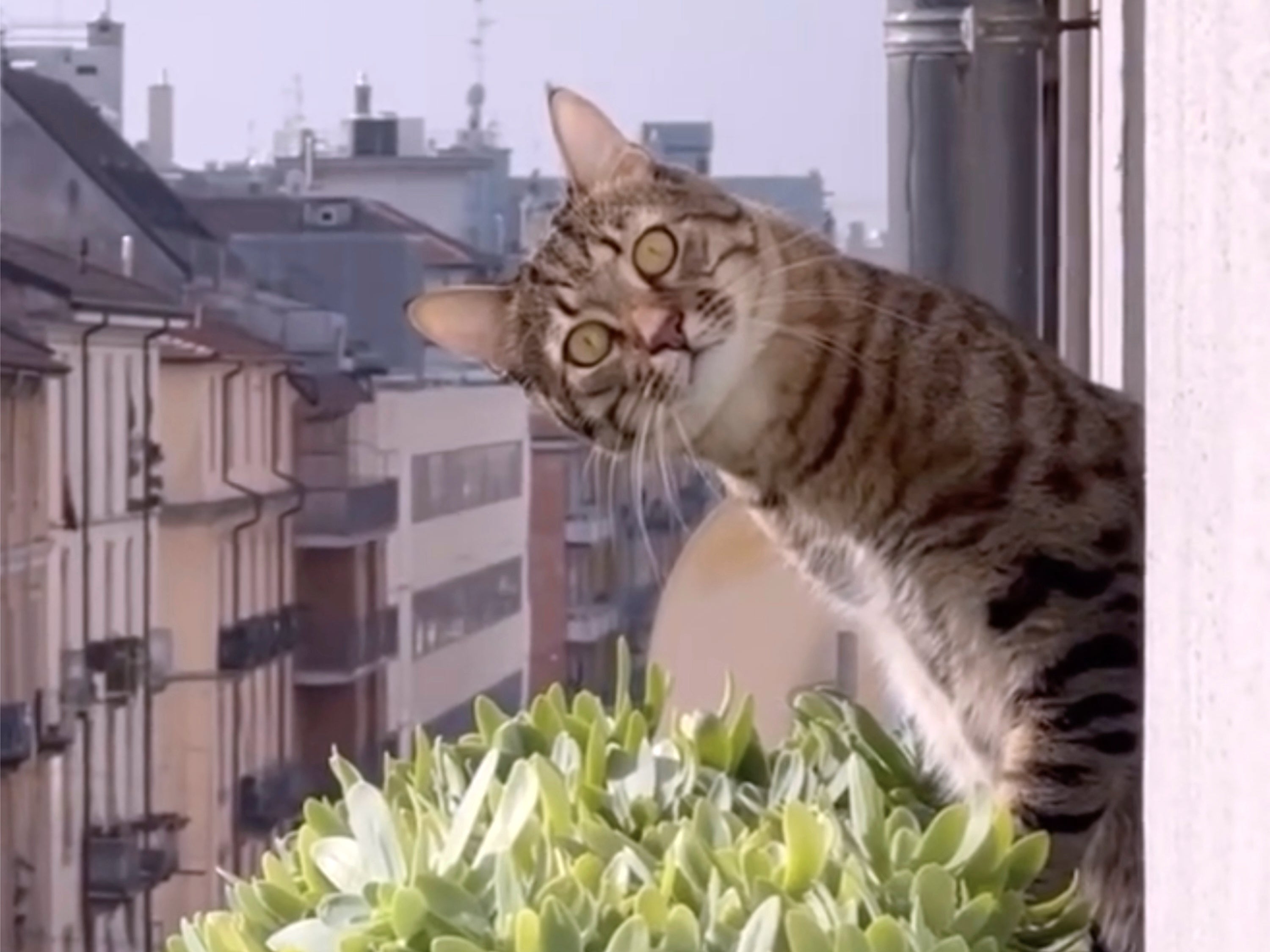 This image released by Oscilloscope Laboratories shows promotional art for Cat Video Fest 2025