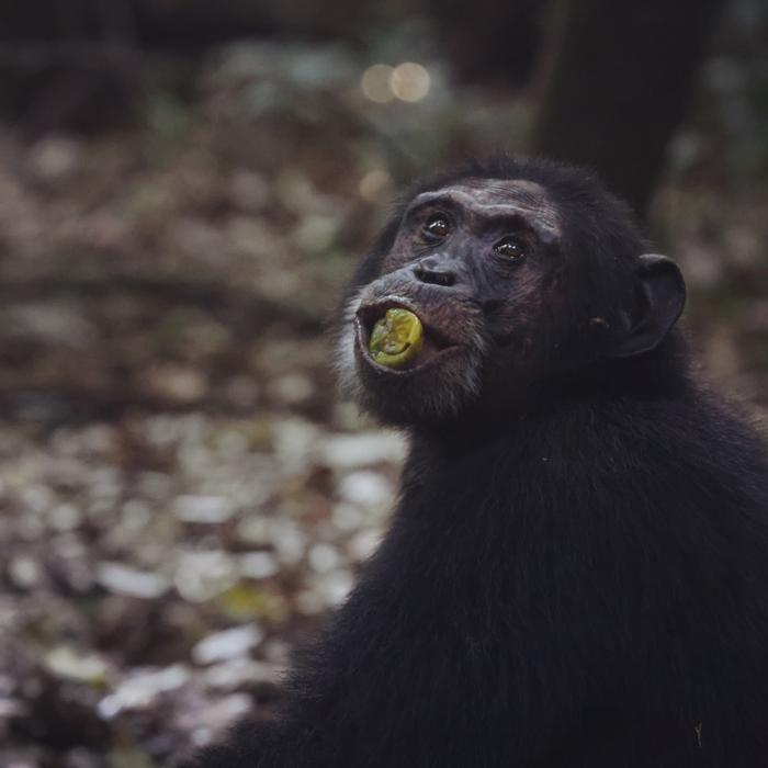 Researchers say that primates’ exposure to alcohol could have impacted human evolution. They eat fermented fruit off the ground which contains ethanol
