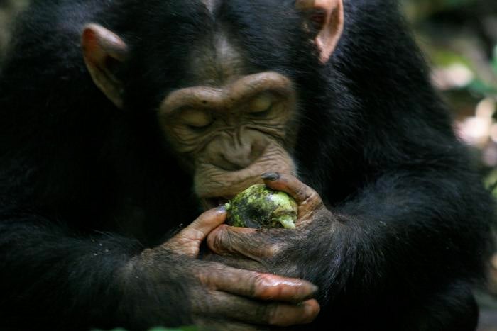 To better understand the relationship between humans and alcohol, researchers are studying apes’ fondness for fermented and fallen fruit, which they newly refer to as “scrumping.”