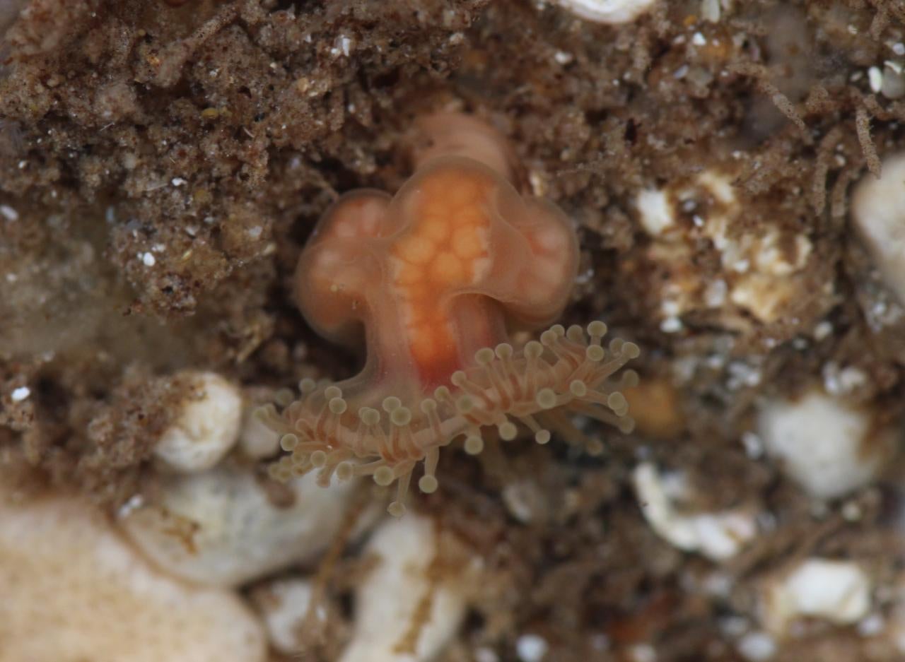 A naturalist has captured the first ever images of a species of jellyfish that had been missing for more than 40 years