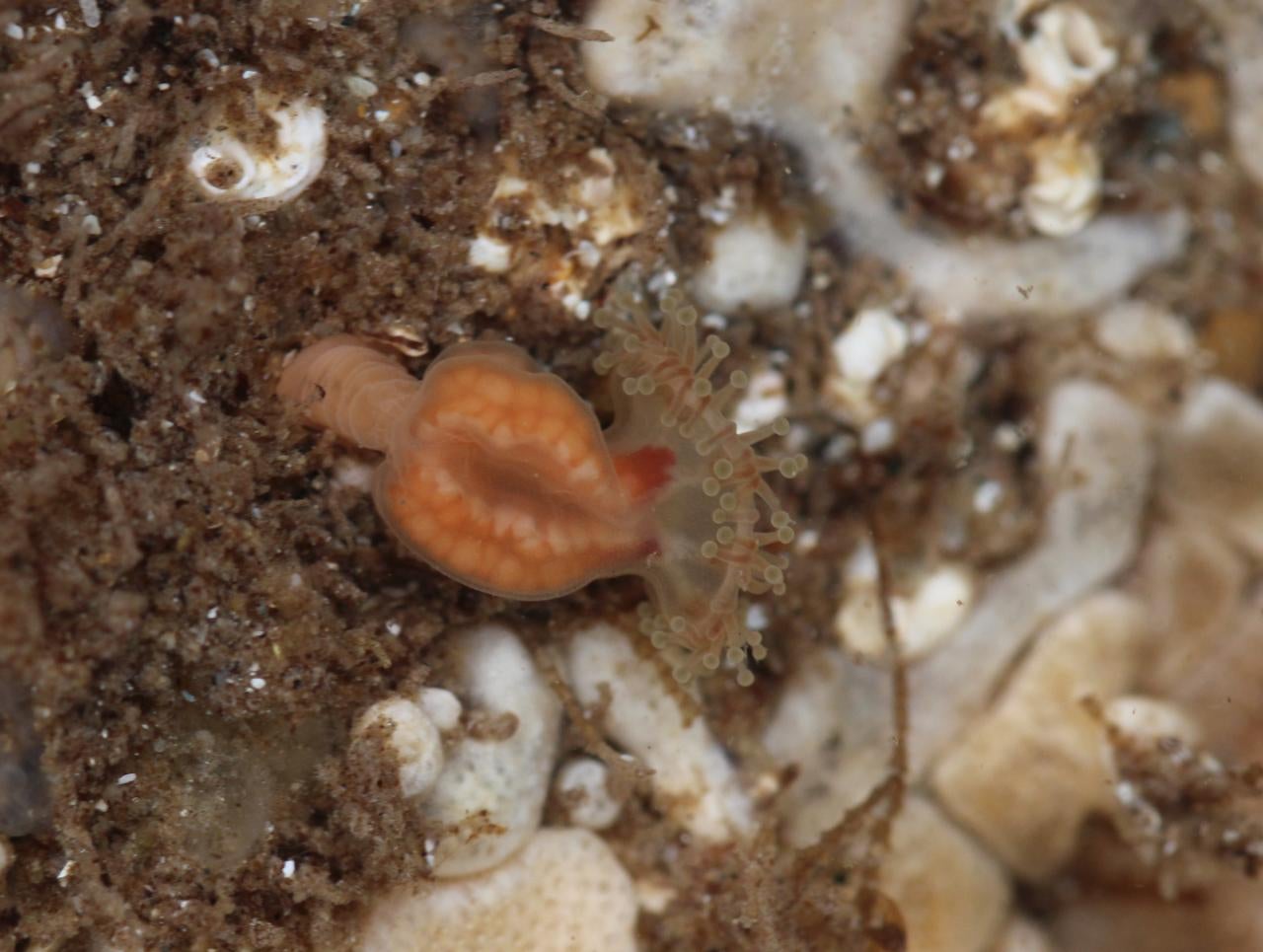The jellyfish was last recorded in France in 1976