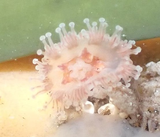 A naturalist has captured the first ever images of species of jellyfish that had been missing for more than 40 years