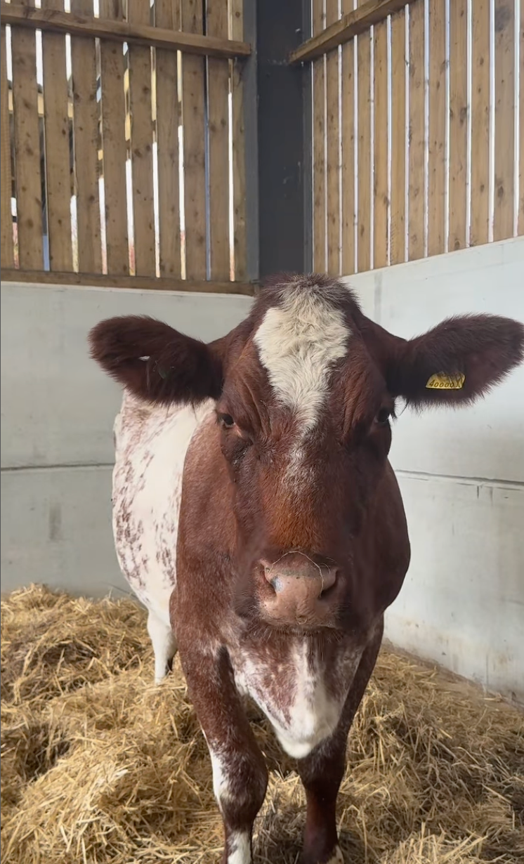 Clarkson shared a picture of the infected cow on Instagram