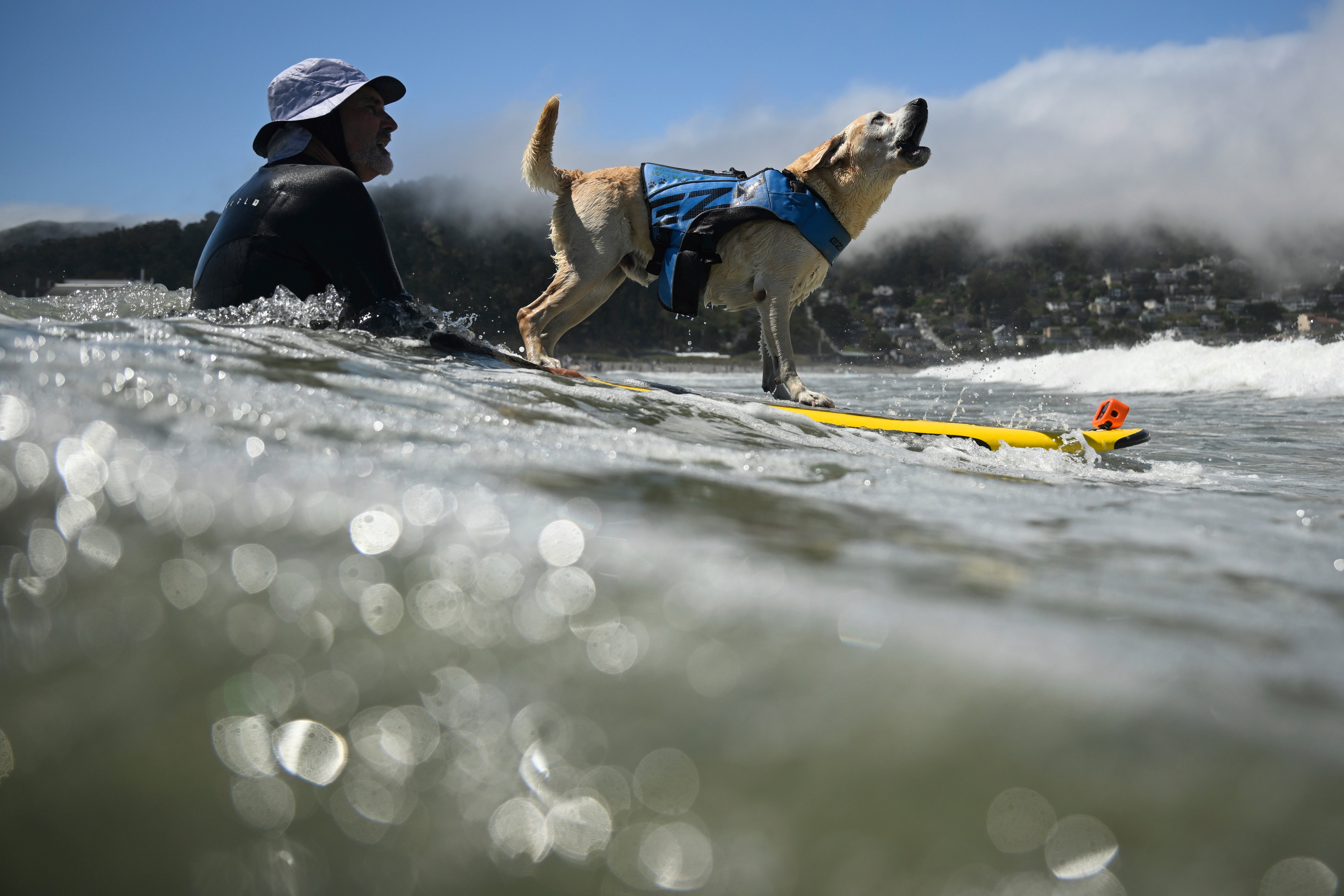 World Dog Surfing Competition